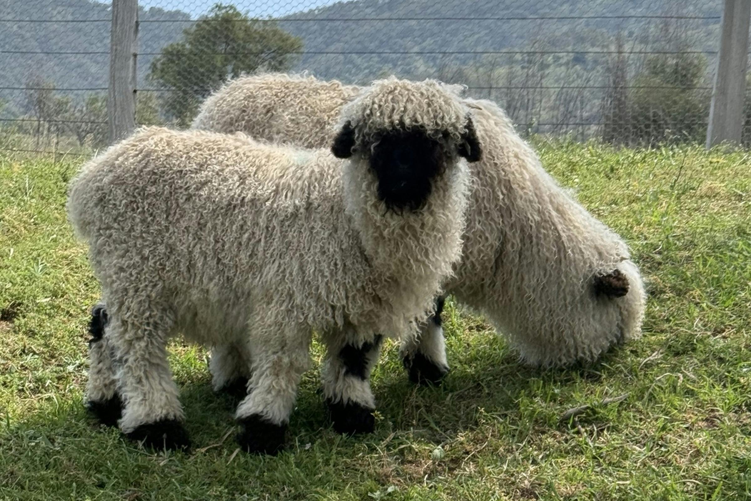 Valais Blacknose Sheep in a paddock at River Rocks Stud