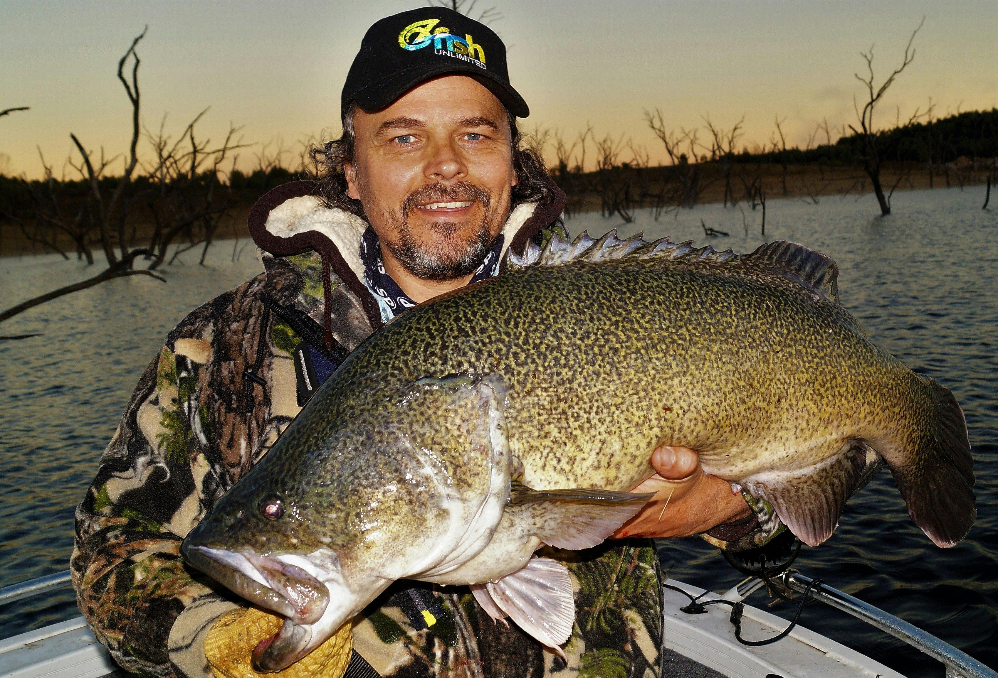 Australias largest freshwater fish the Murray Cod