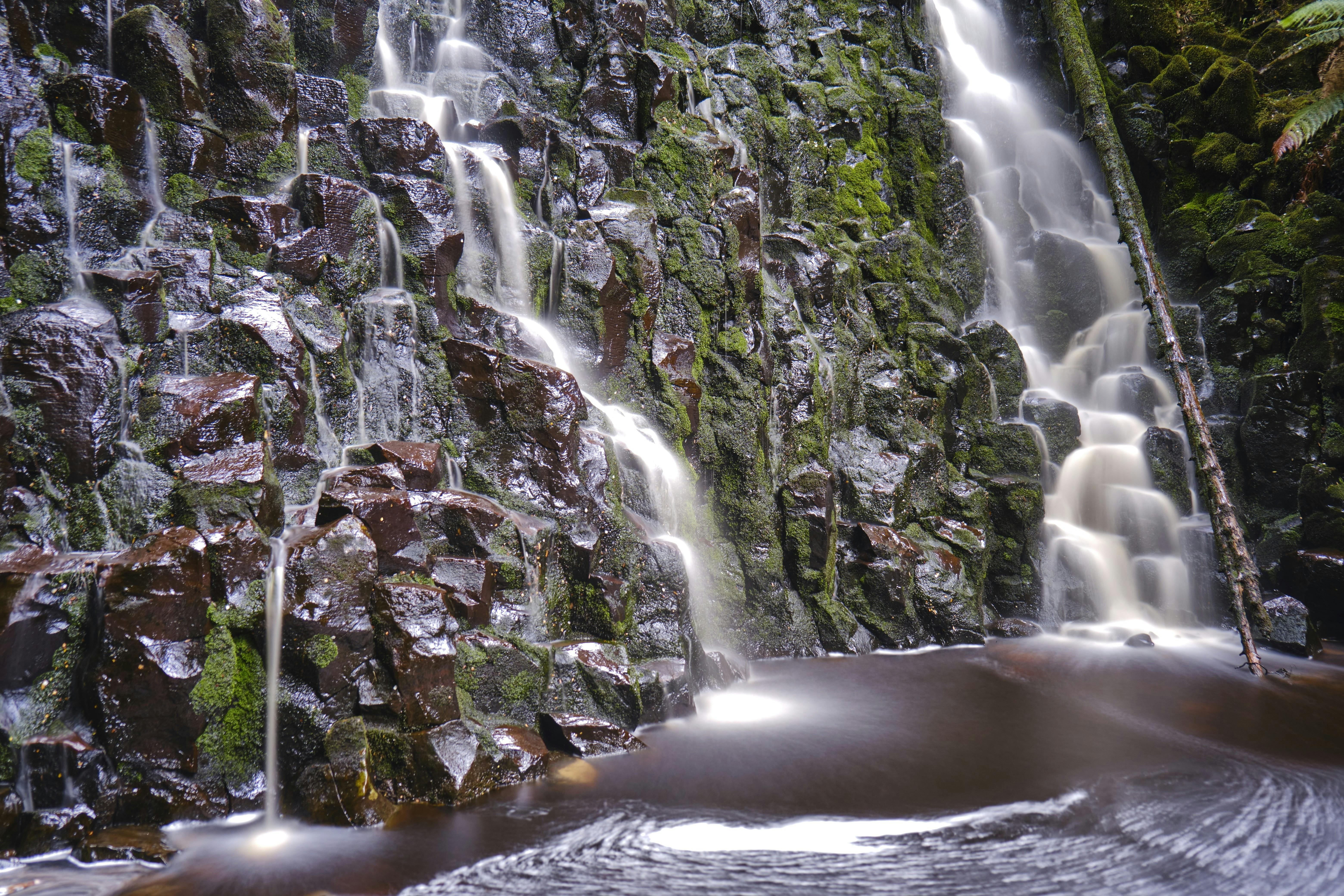Tarkine Rainforest Expedition