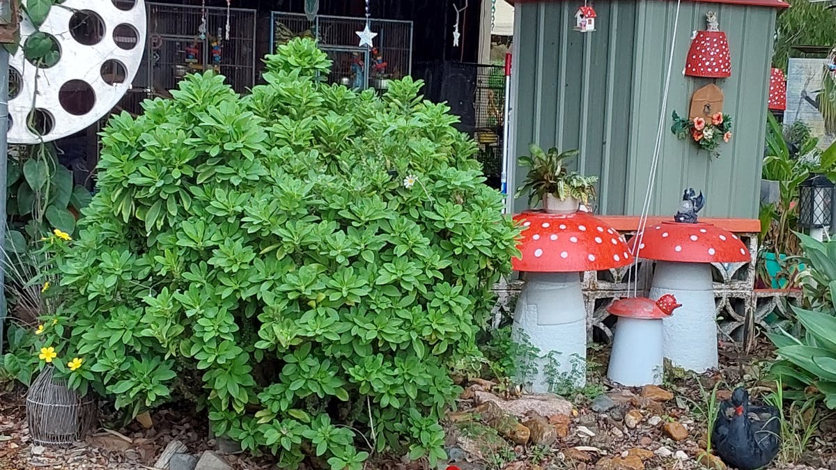 mushrooms and birdcage