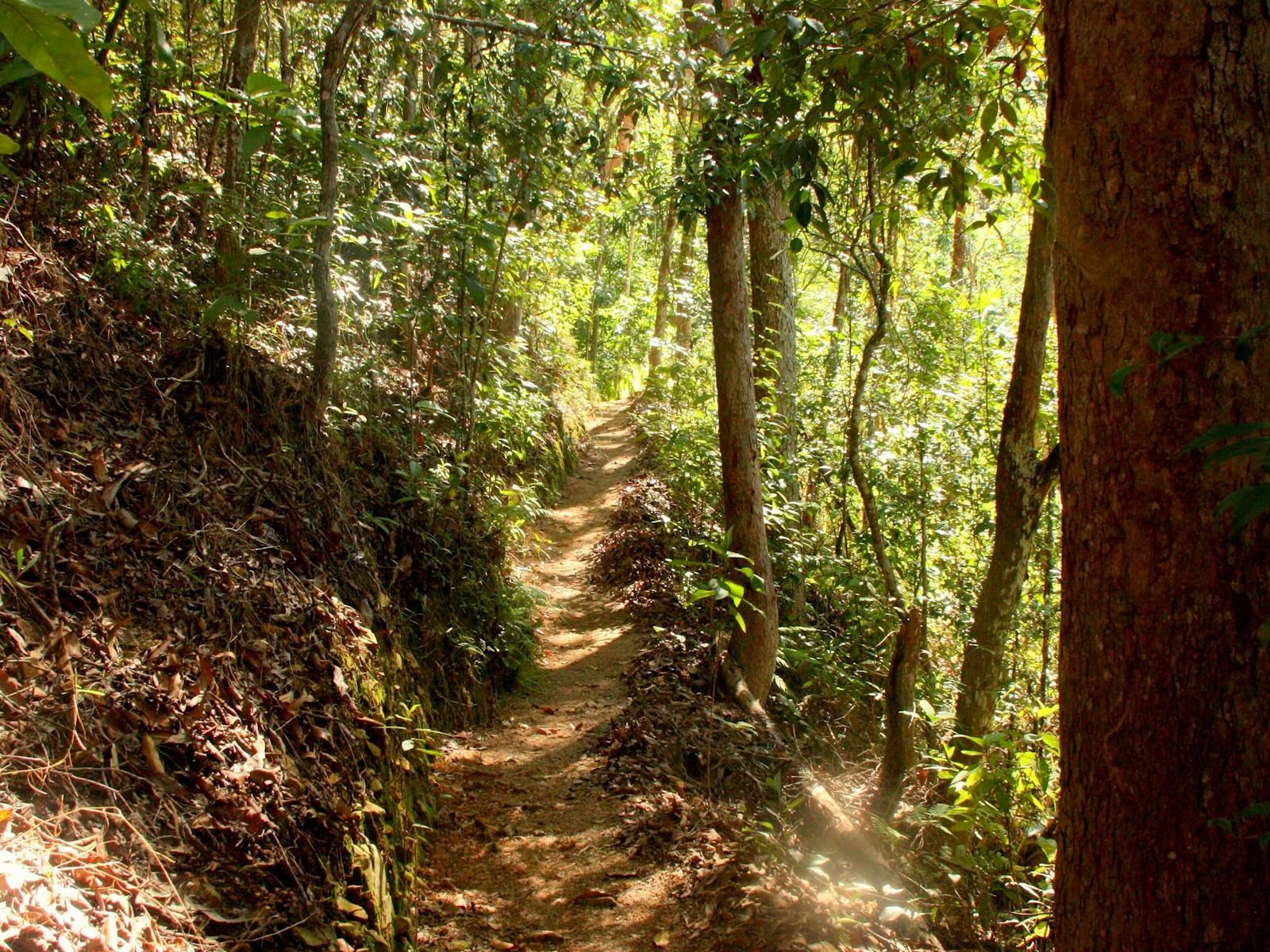 Forest Flying