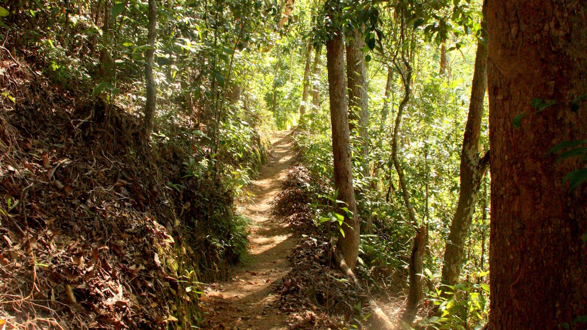 walking track