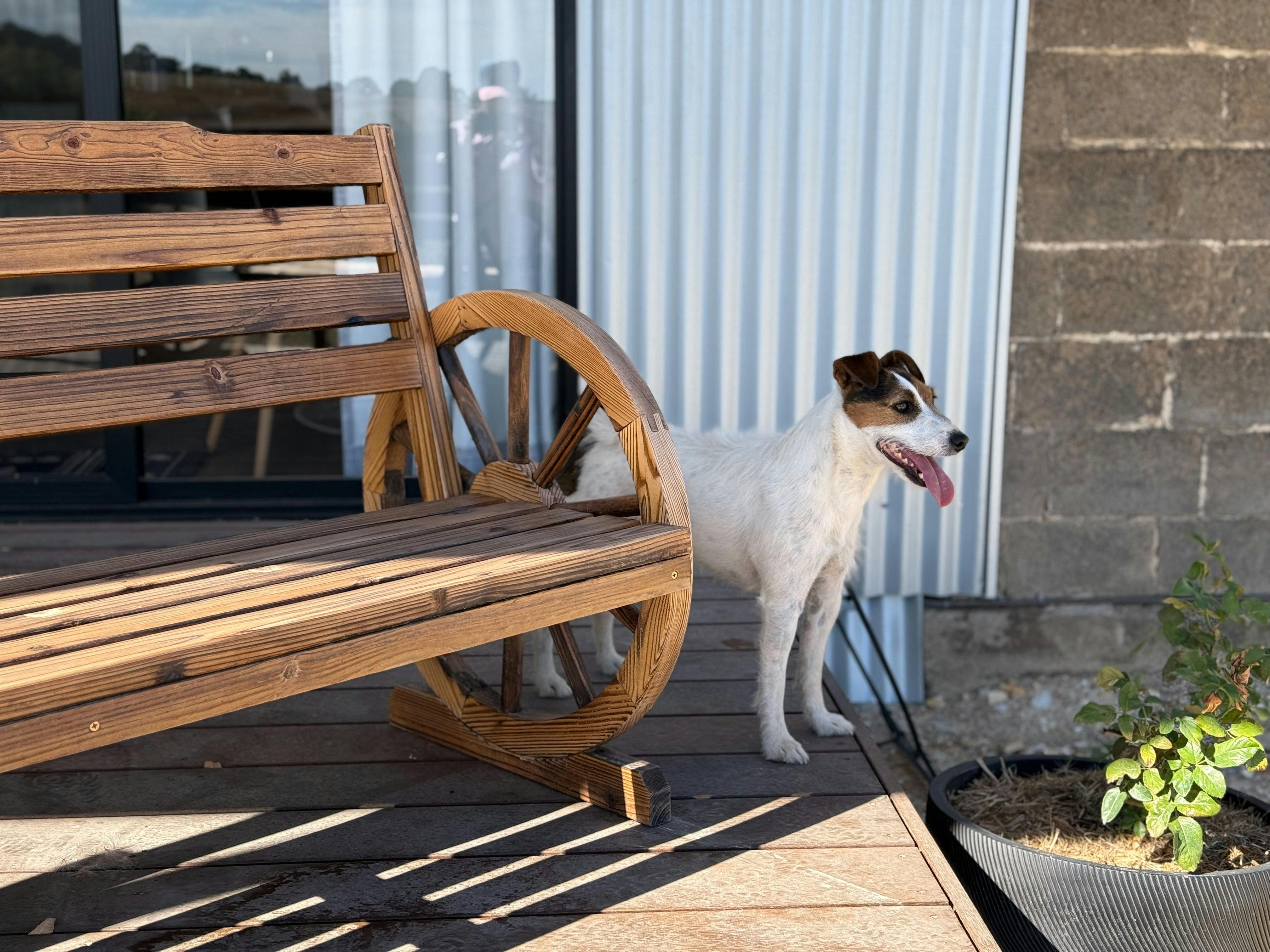 Pet Friendly Accommodation at Stoneleigh Cottage