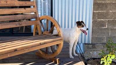 Pet Friendly Accommodation at Stoneleigh Cottage