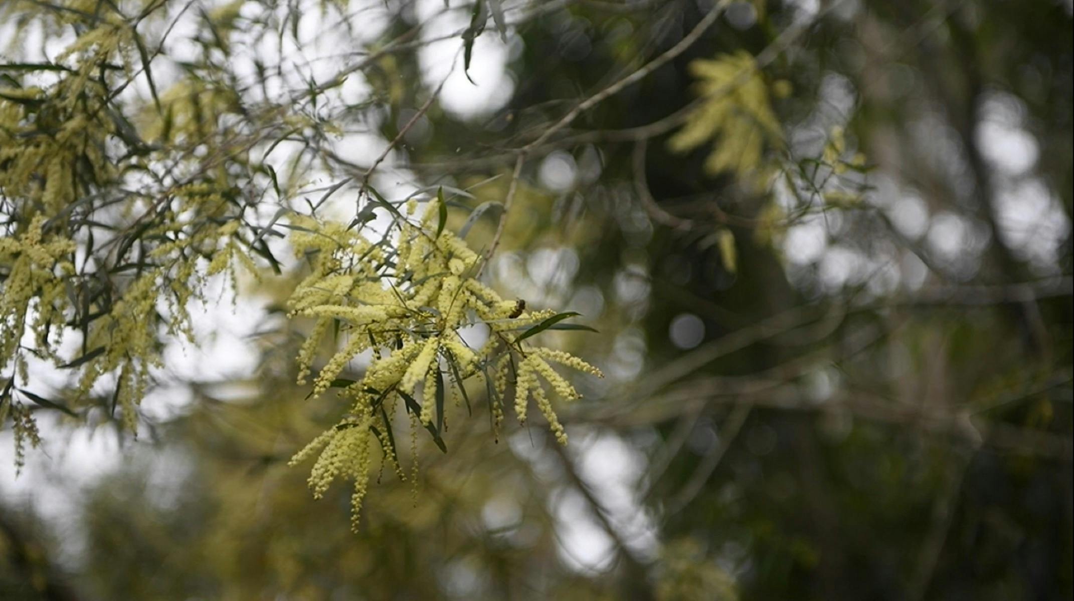 Tucabia Flora Reserve