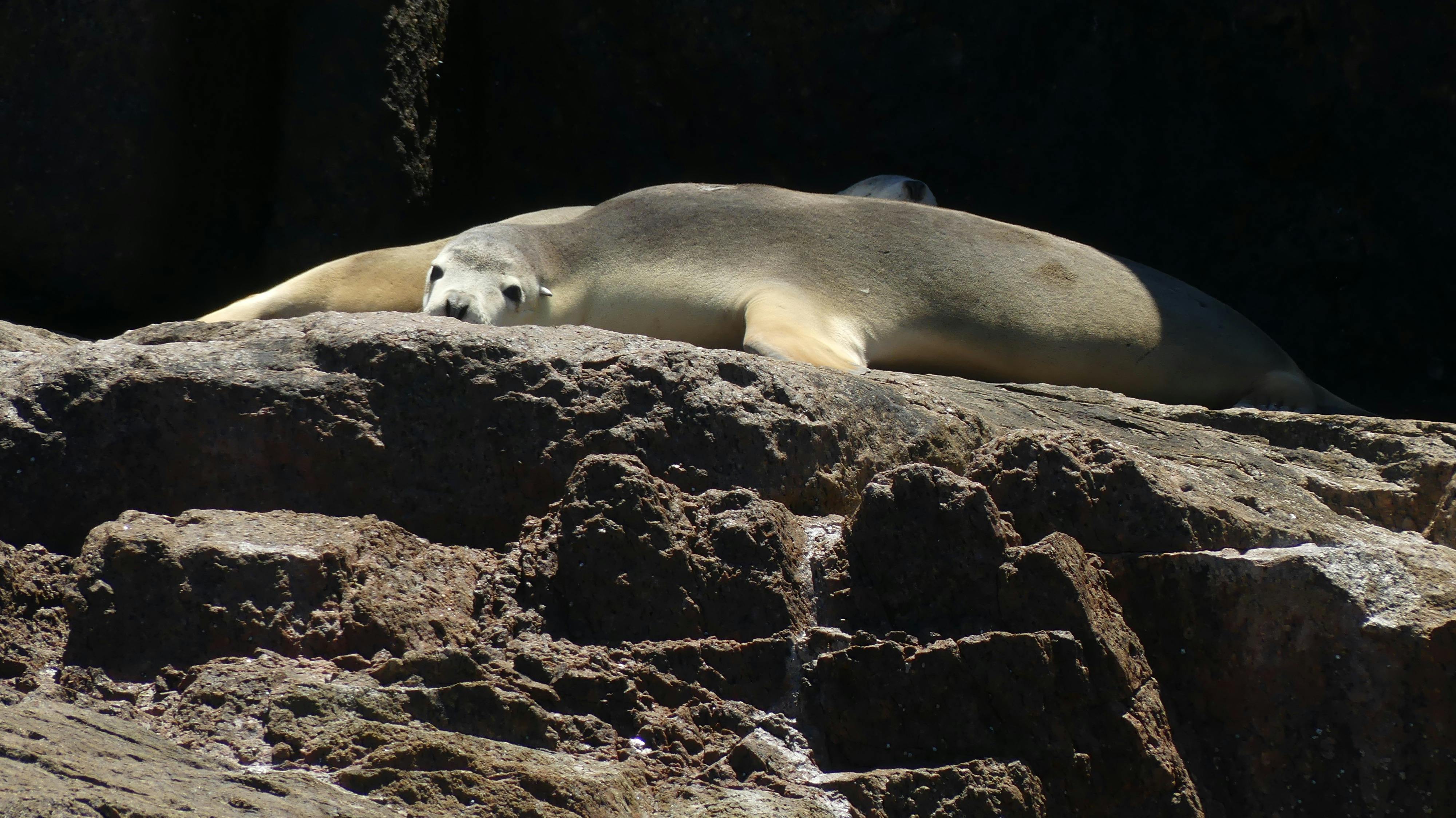 Seals & Australian Sea Lions cruises