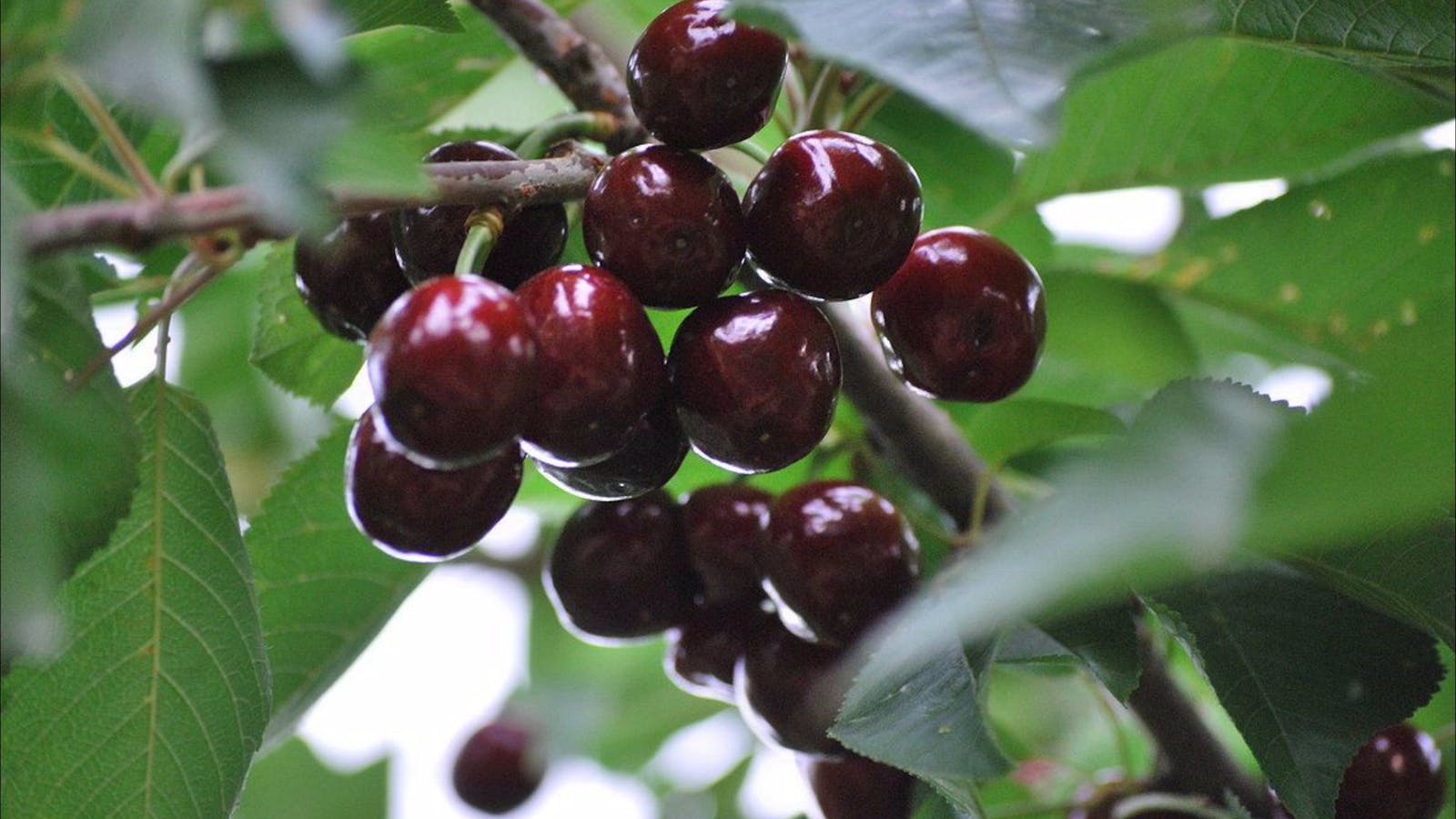 Allambie Orchard and Cafe
