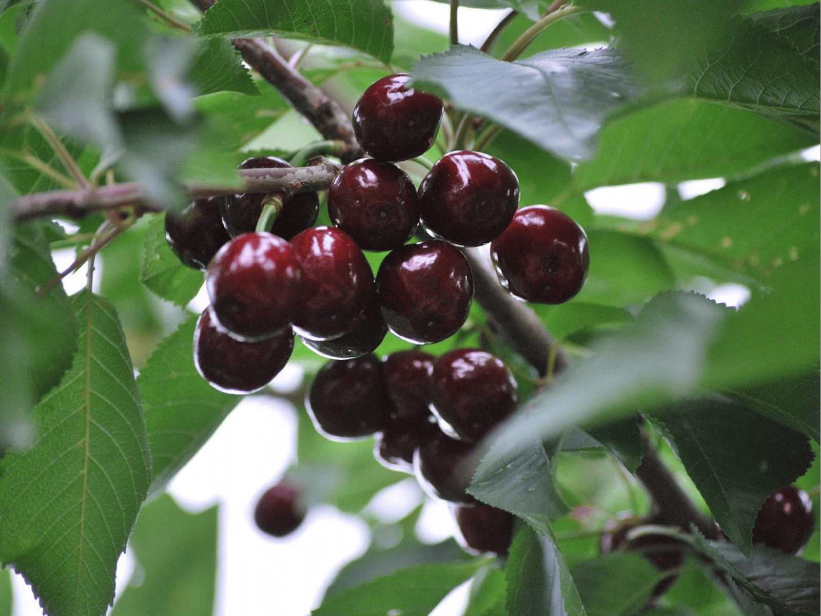 Allambie Obstgarten und Café