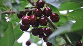 Allambie Orchard and Cafe