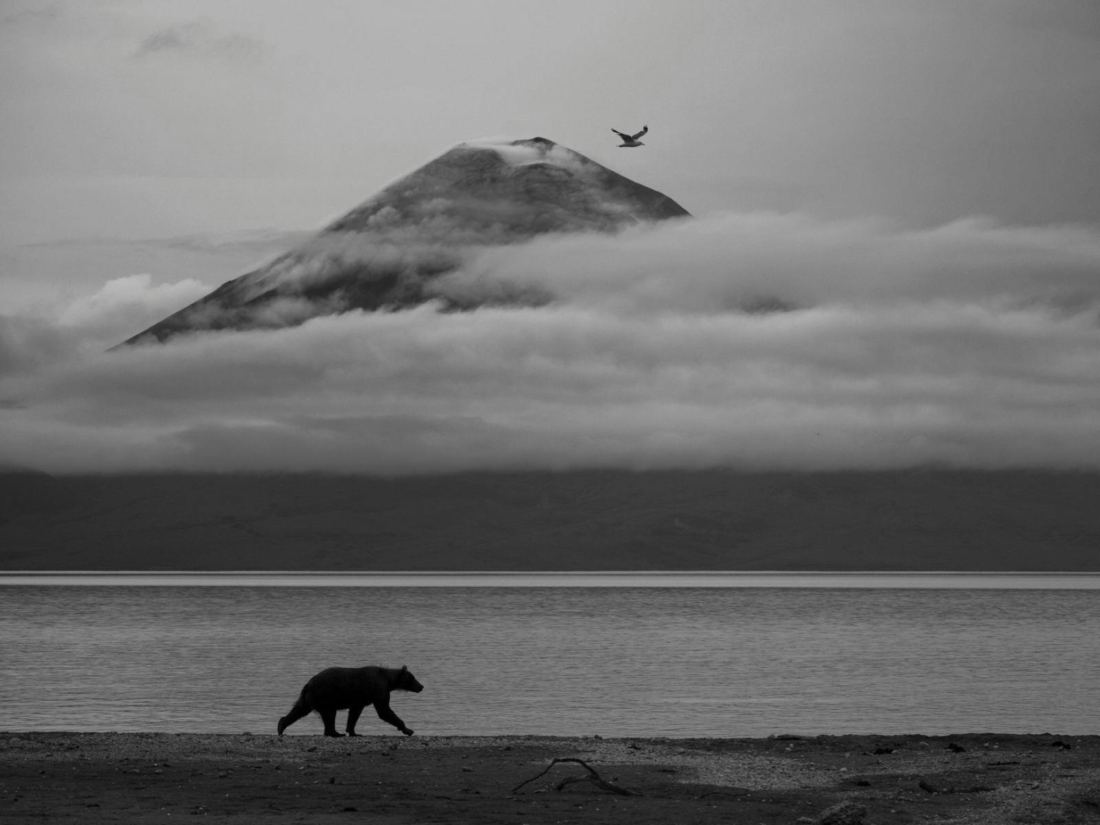 Kesshav Vikram, Wildlife Photographer of the Year