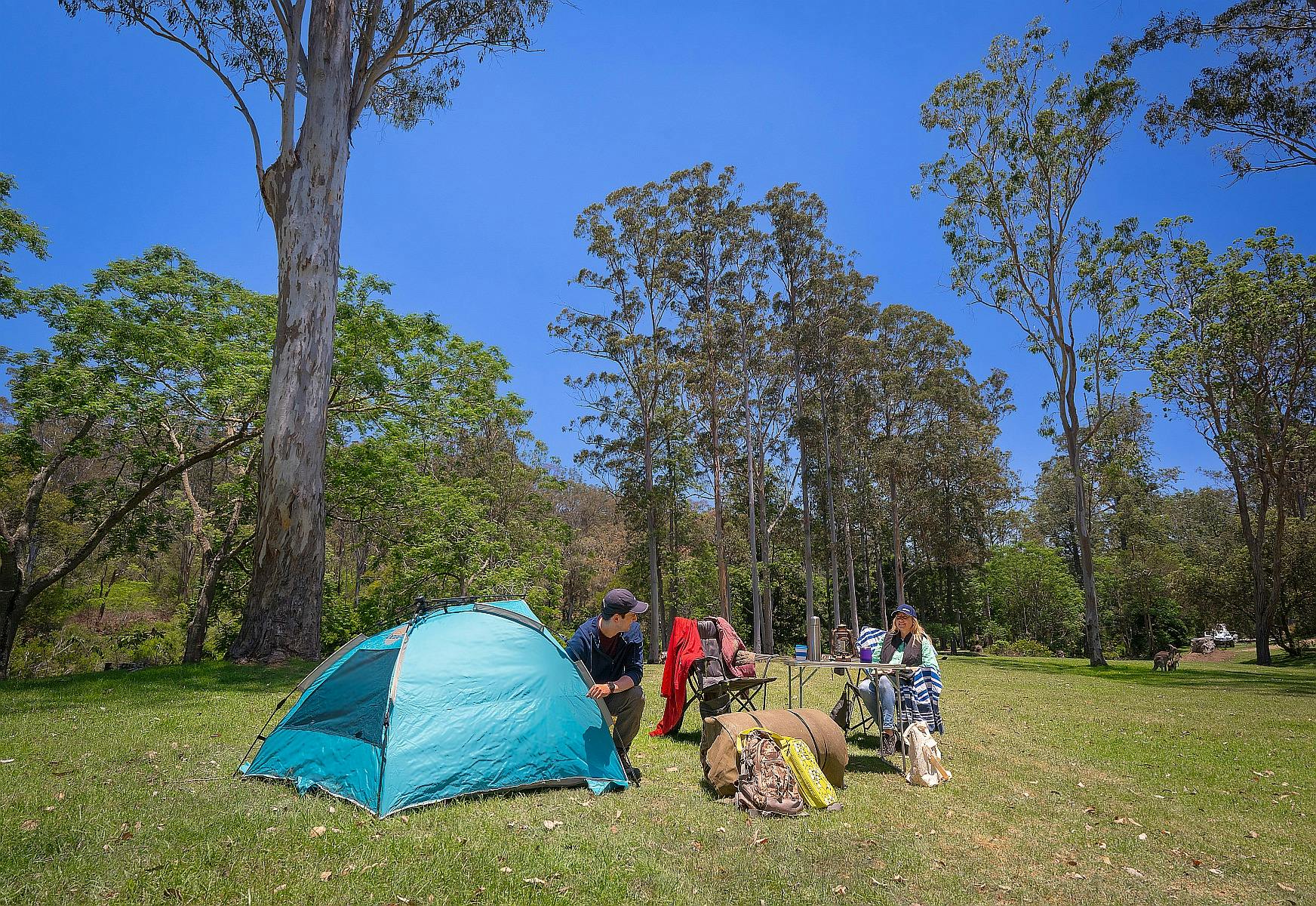 Jimna State Forest