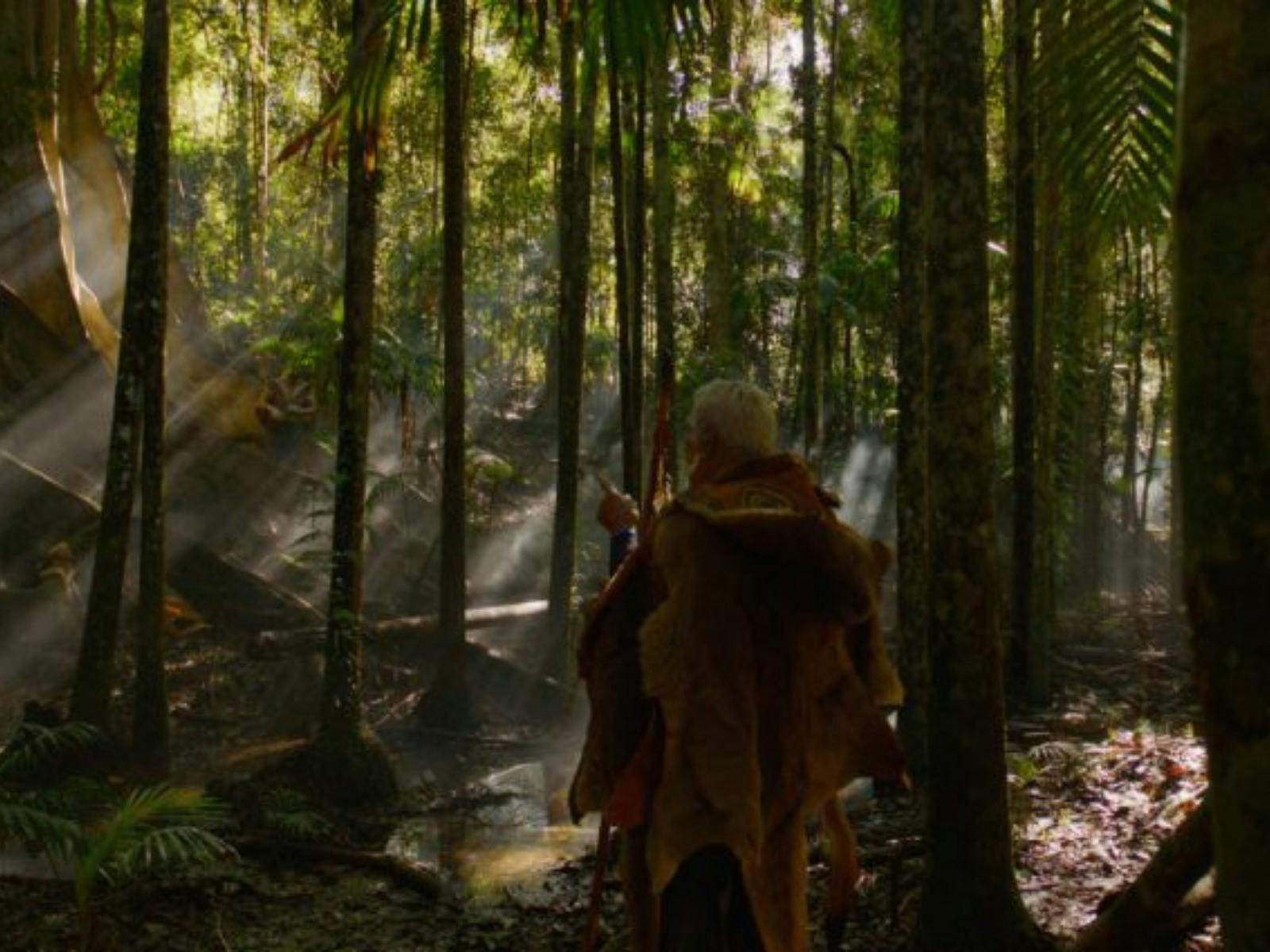 A still image captured from Daalga Nginundi Wajaarr Sing Your Country, sunlit forest scene.