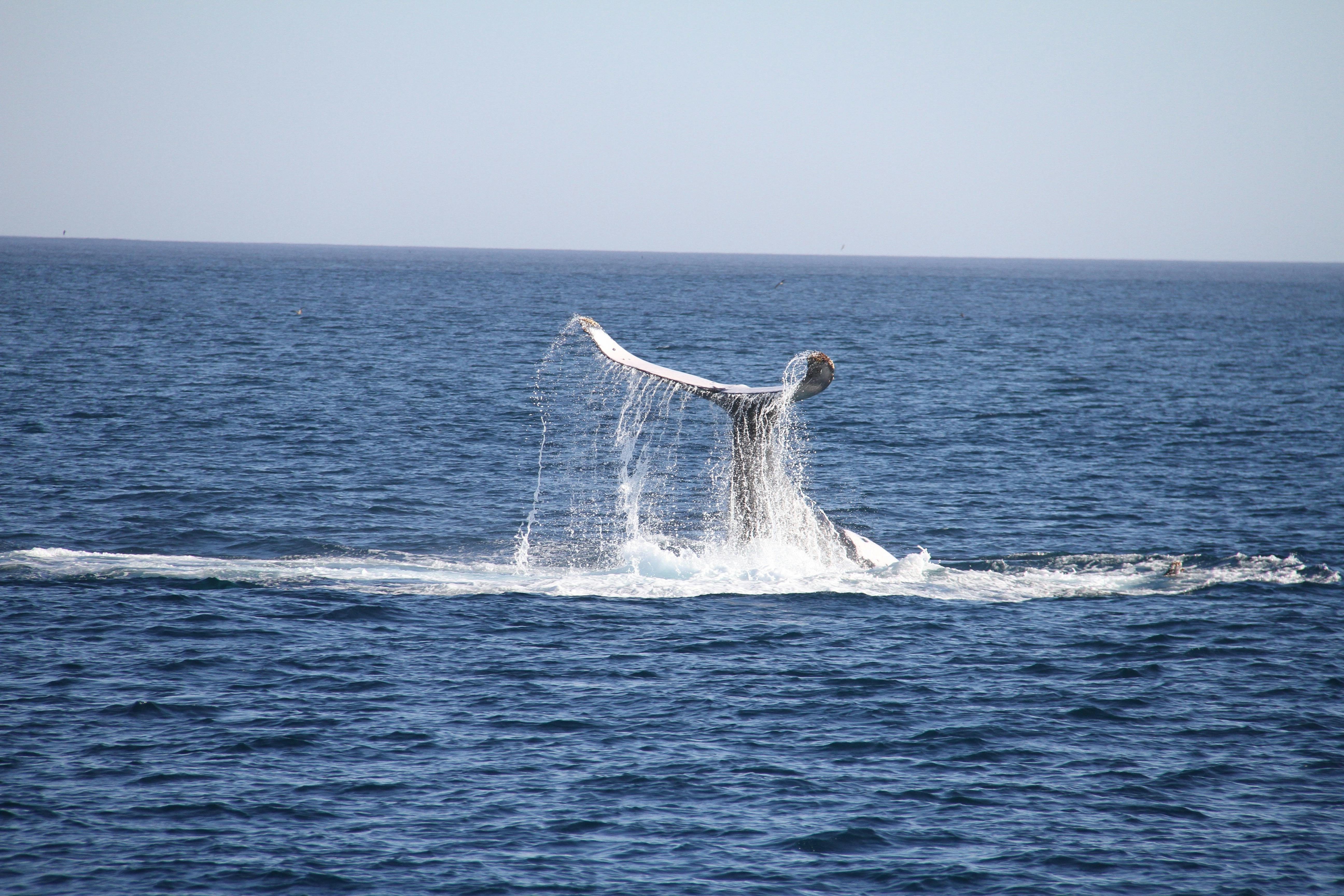 Ningaloo Blue Dive, Exmouth, Western Australia