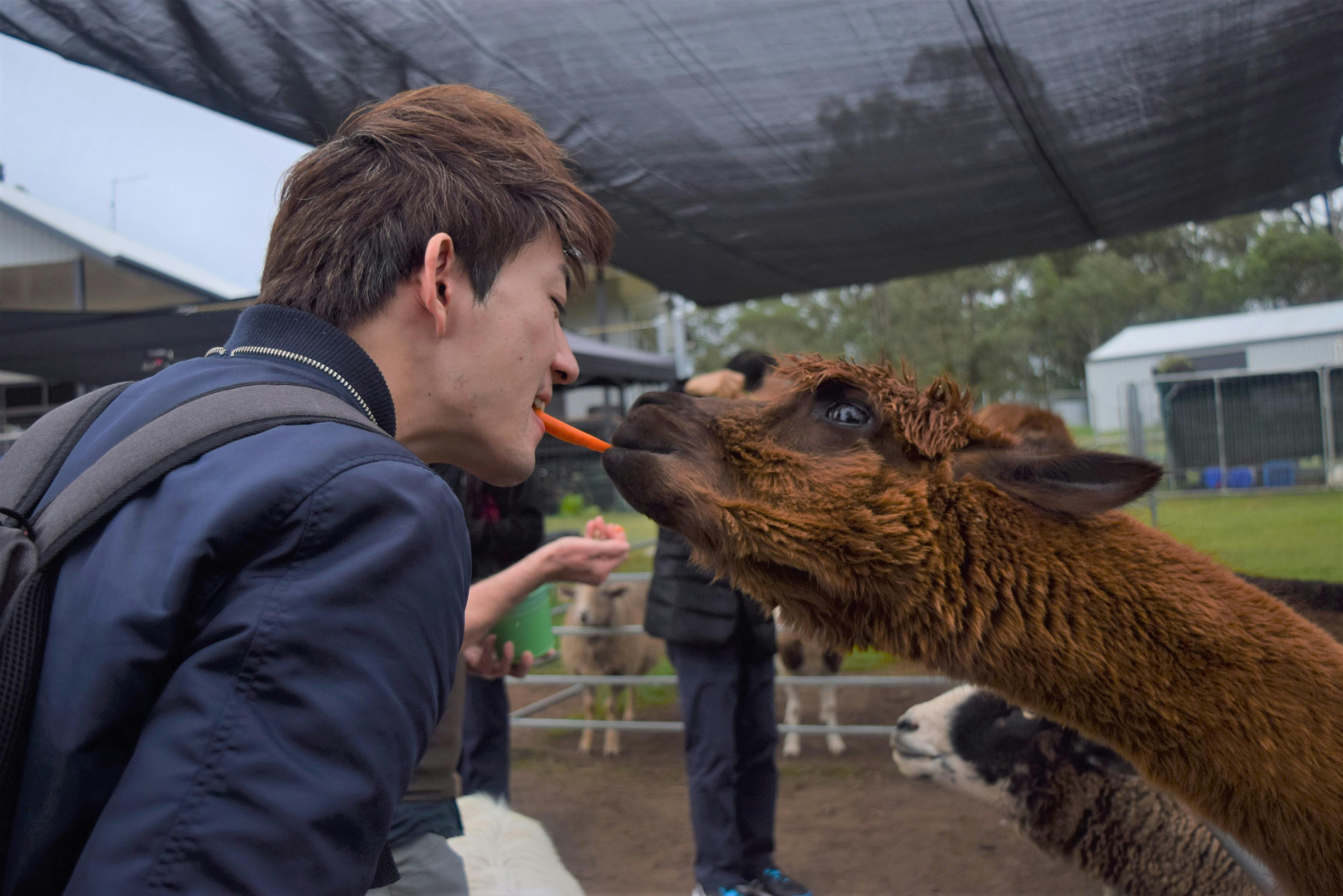 Alpaca Feeding - EWE Nique Hobby Farm