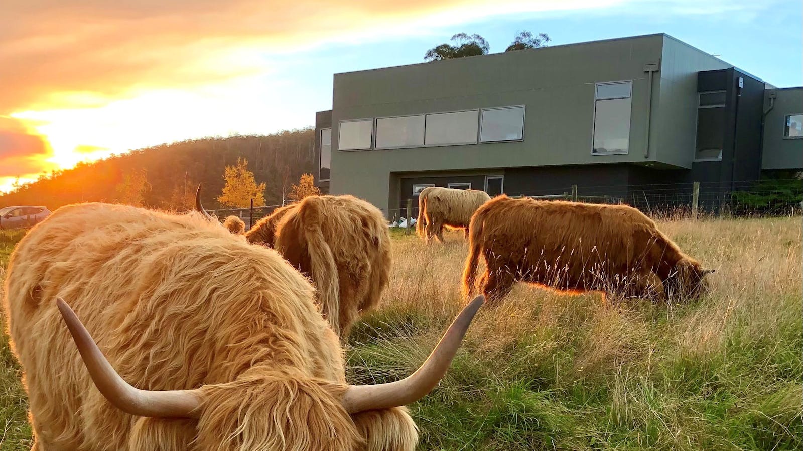 Highlands in the paddock