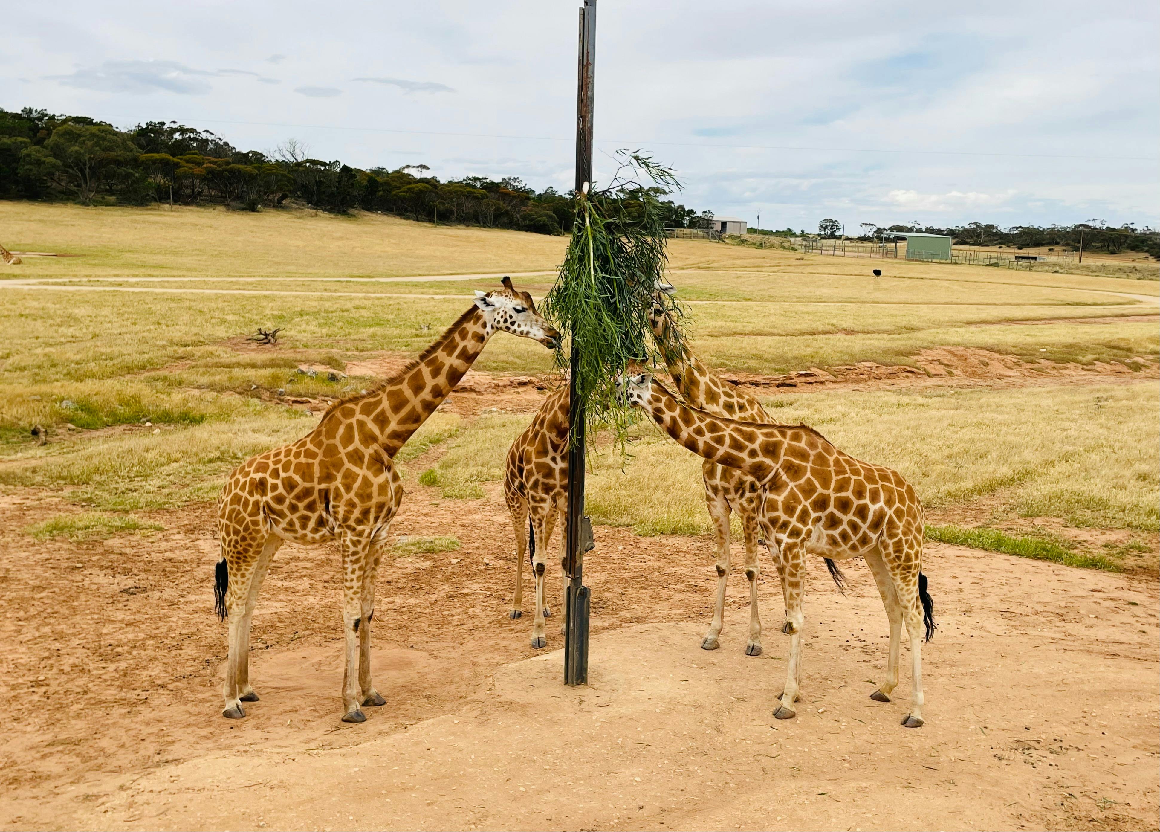 Breakfast with the Giraffe