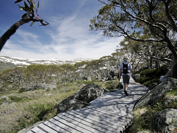 Snow Gums boardwalk