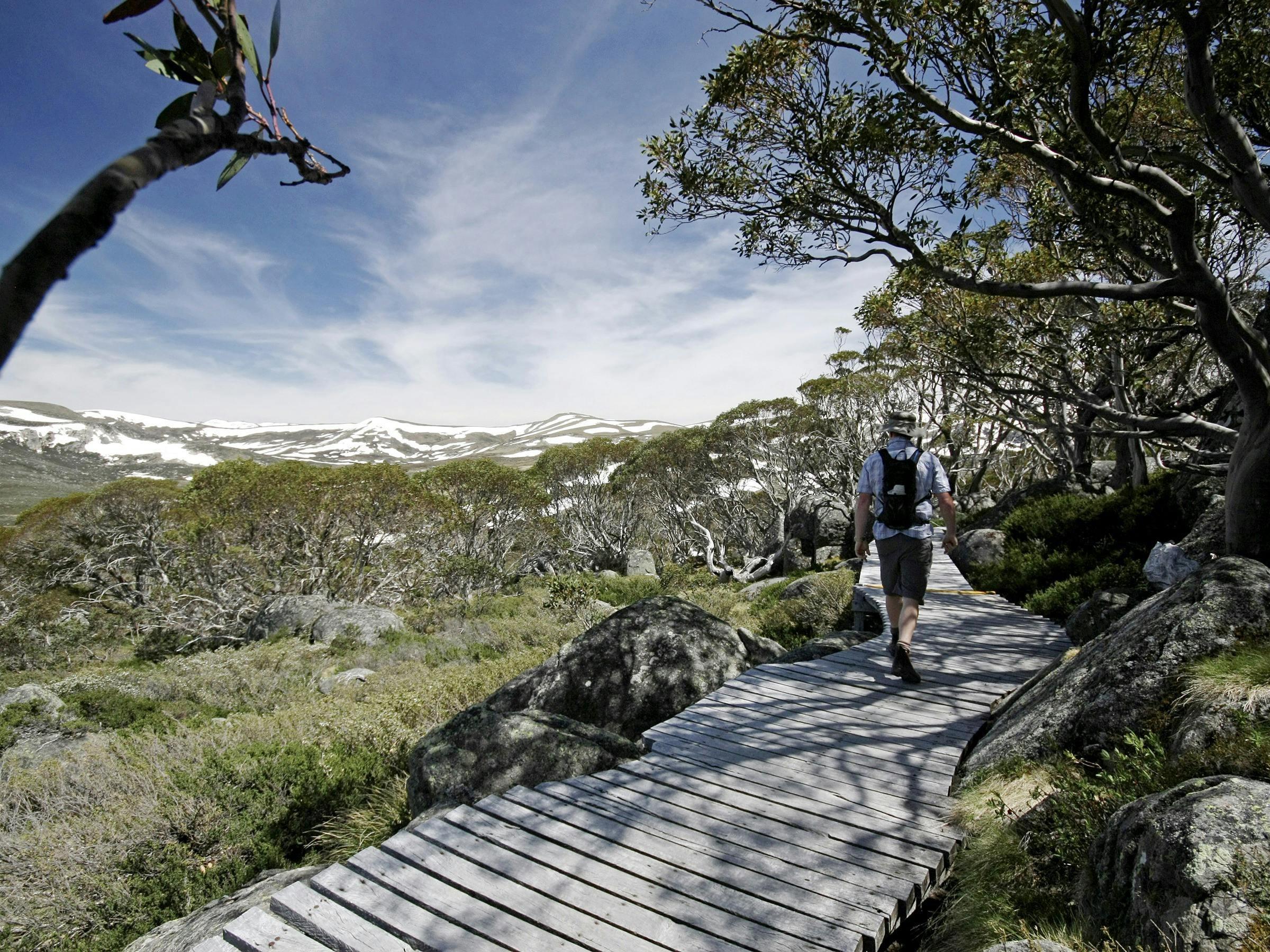 Snow Gums boardwalk