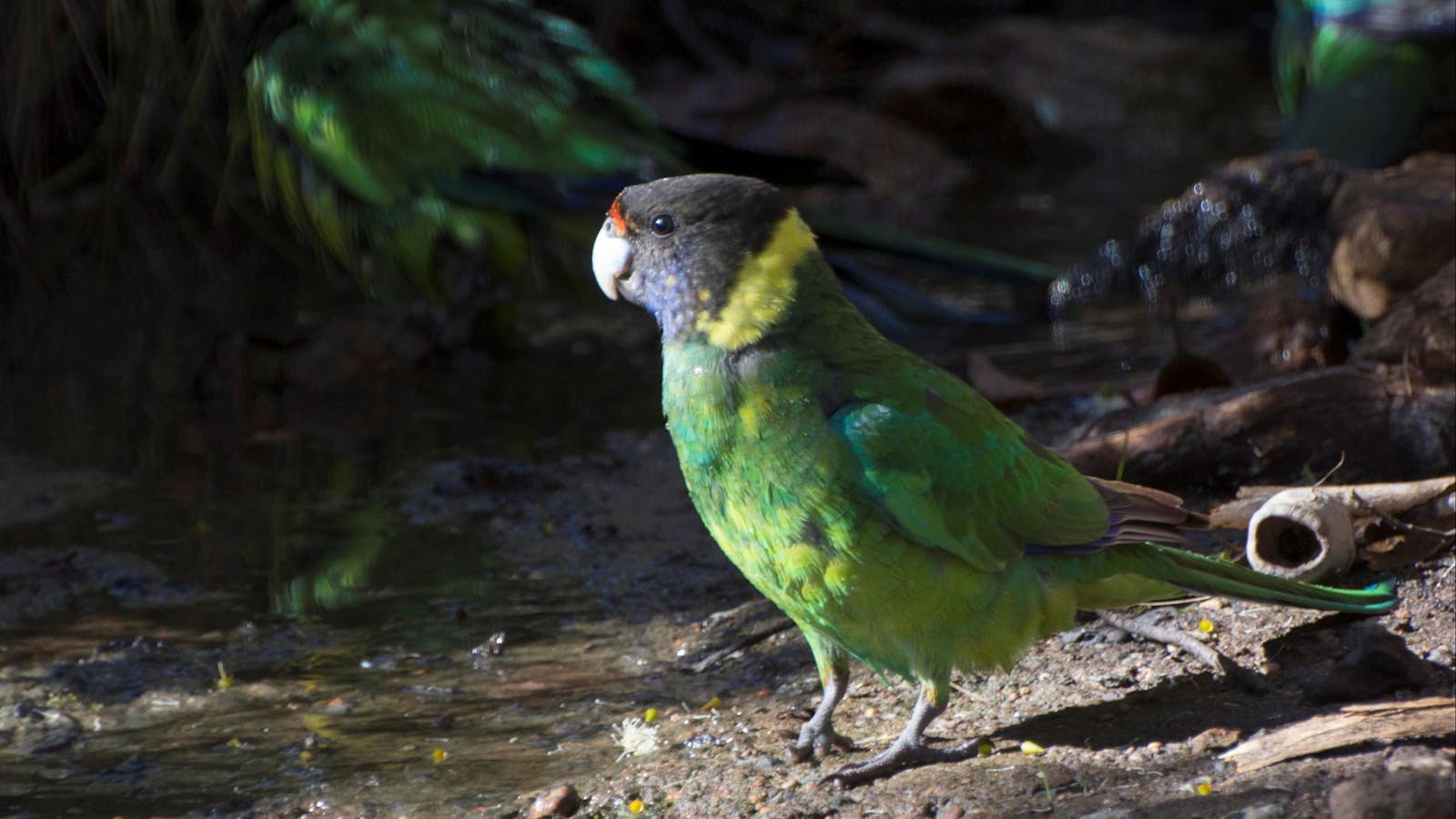 Perth Birds and Bush, Fremantle, Western Australia