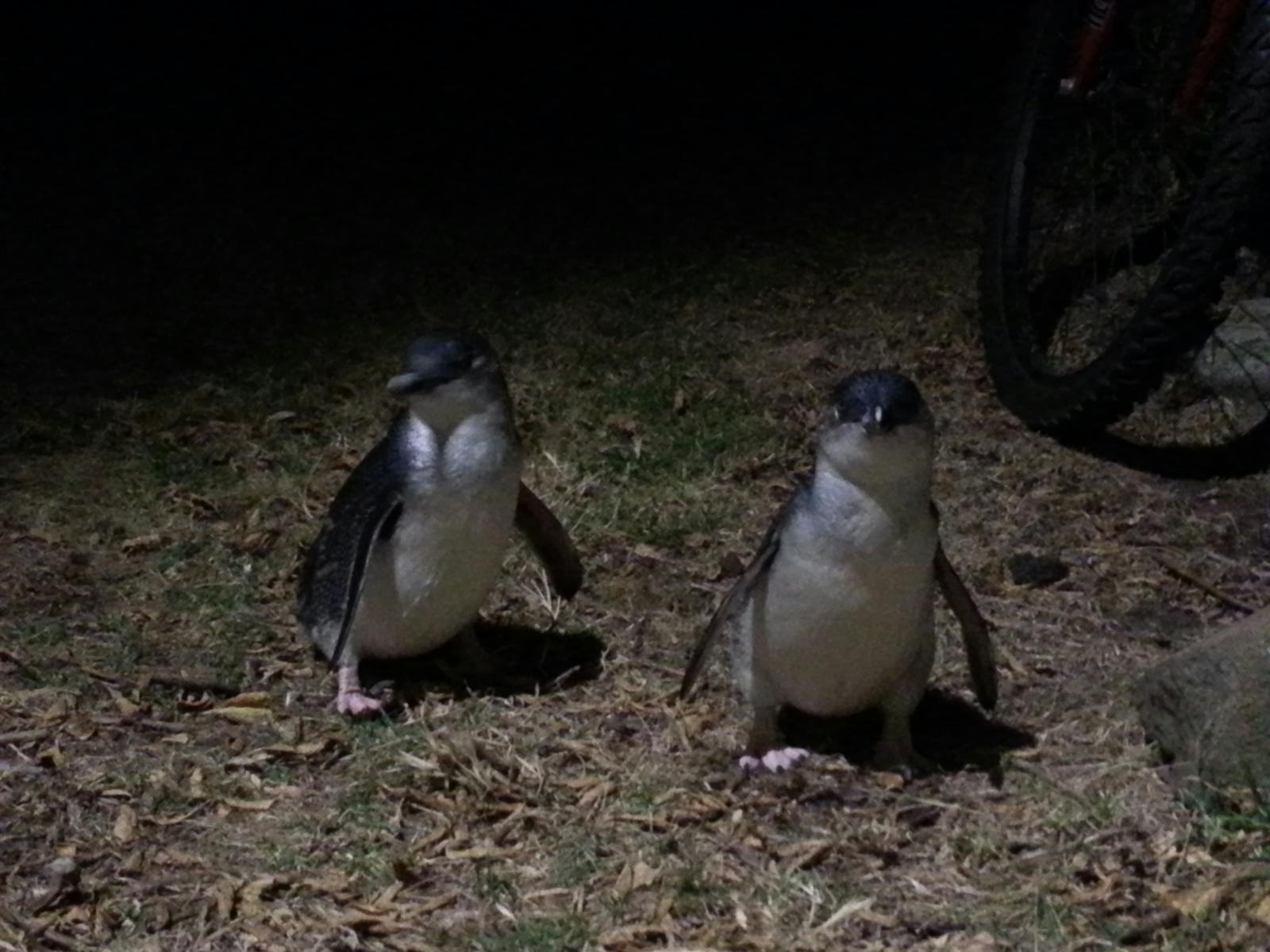 Fairy penguins at the Low Head Penguin Tour