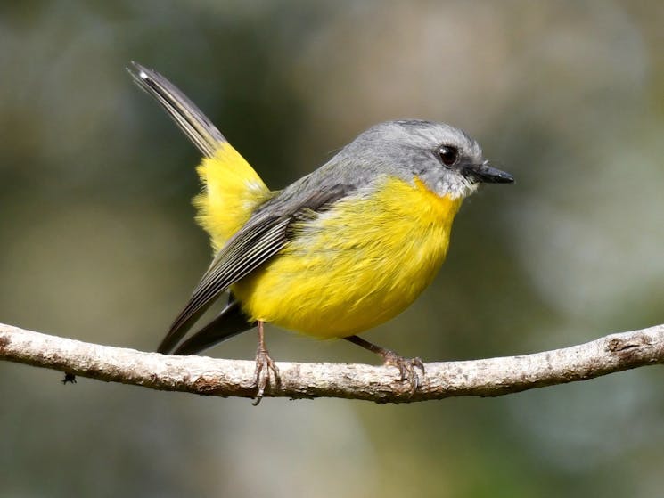 Widespread and common, inhabits eucalypt and rainforest. Often seen on the ground or low in trees