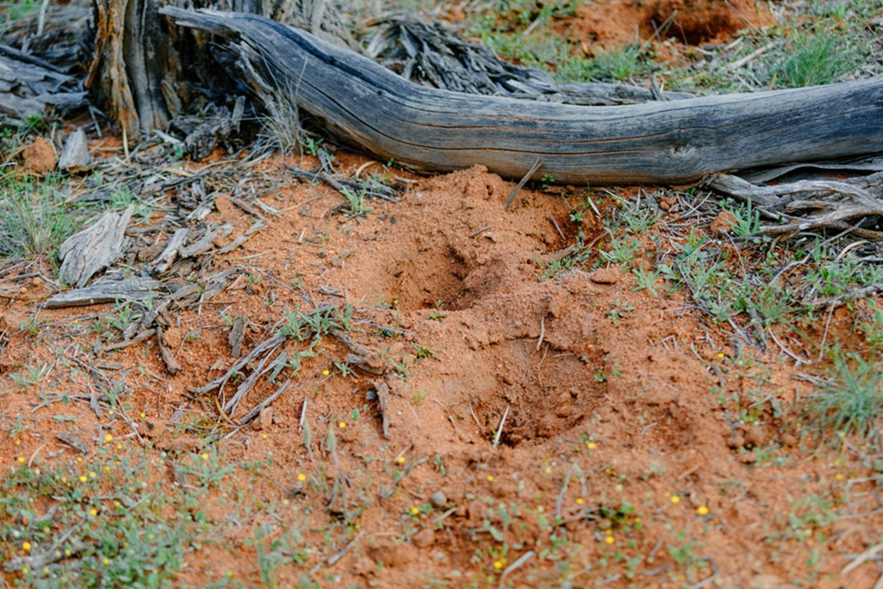 Animal tracks in soil