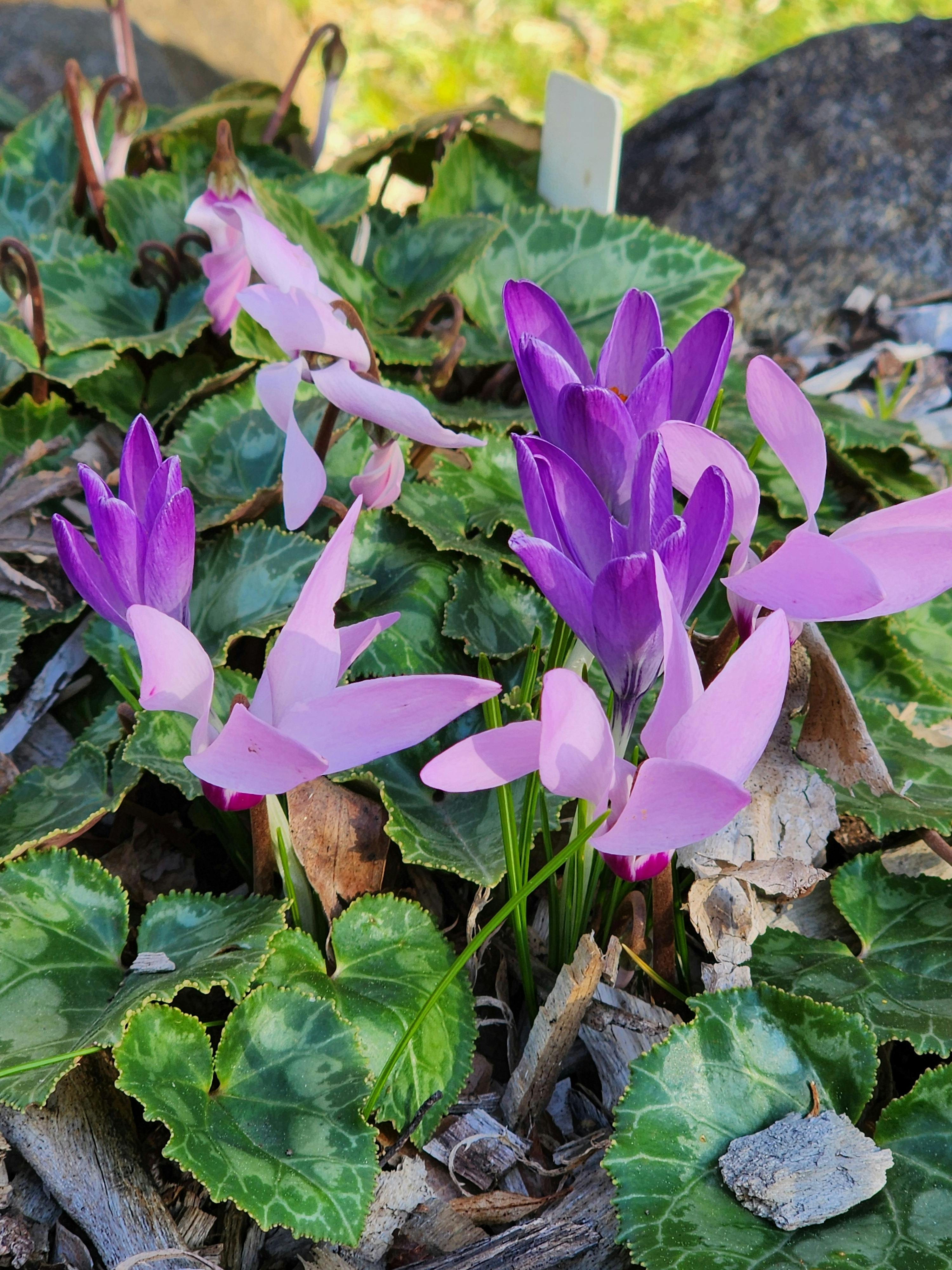 Cyclamen and Crocus in our garden