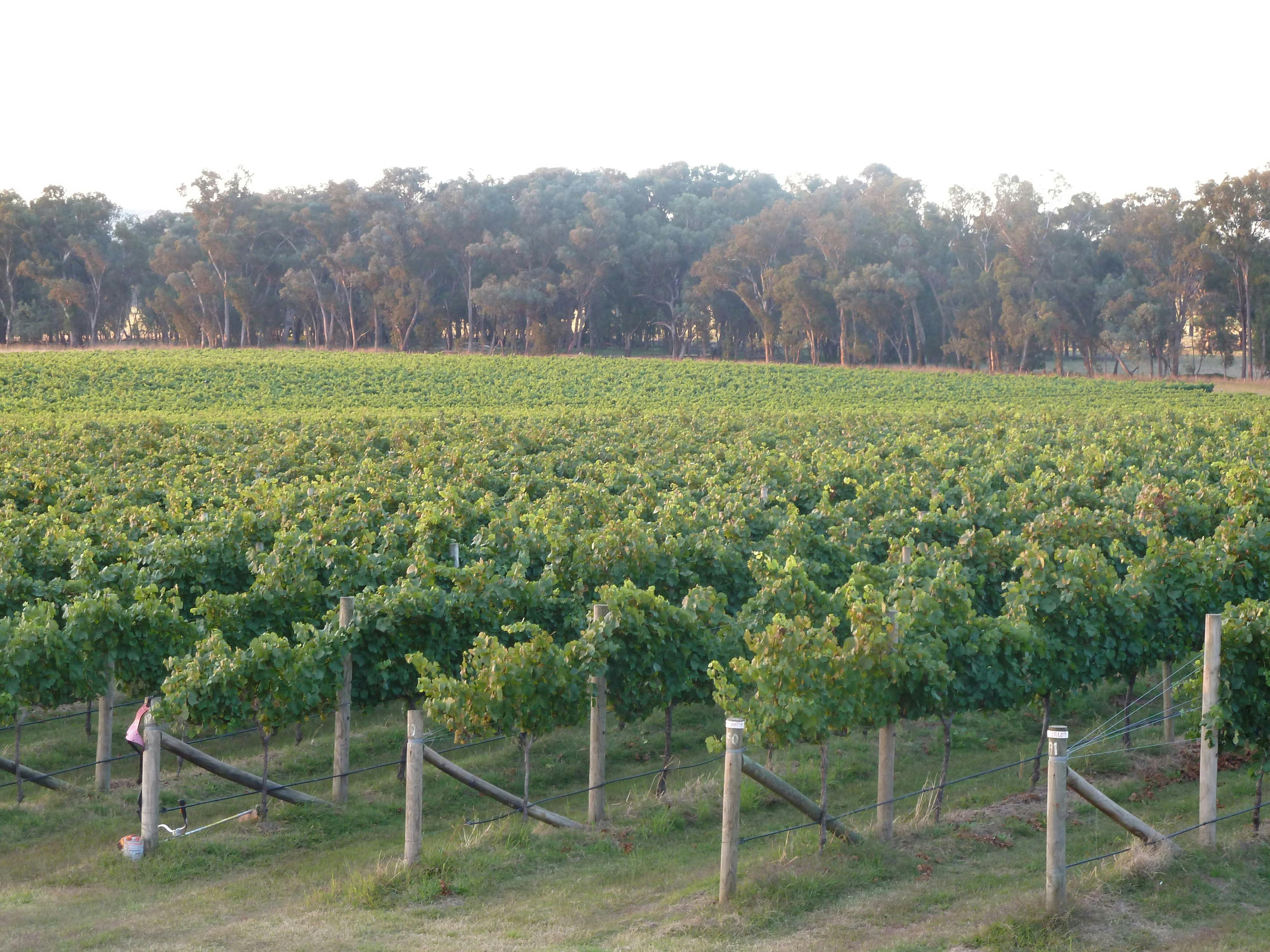 View of Kooyonga Creek Vineyuard