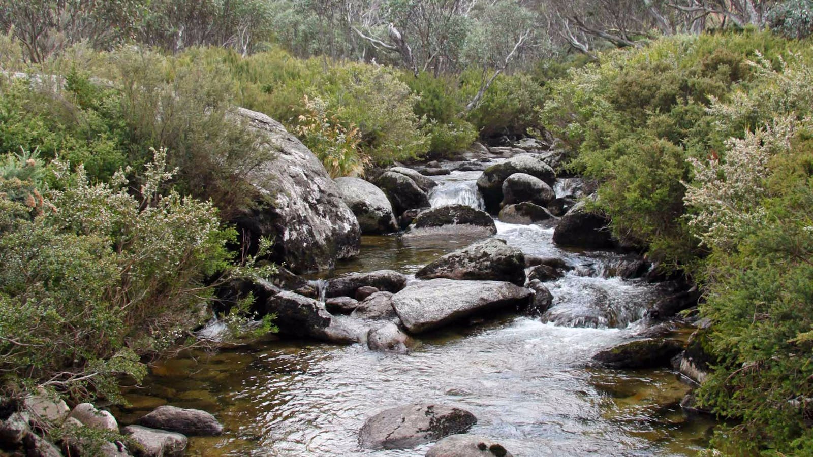 Thredbo River Track
