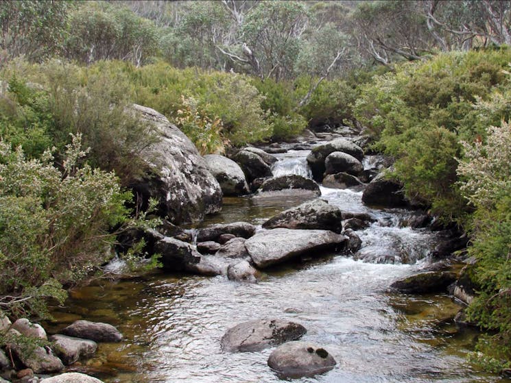 Thredbo River Track, Kosciuszko National Park. Photo: Clint and Todd Wright