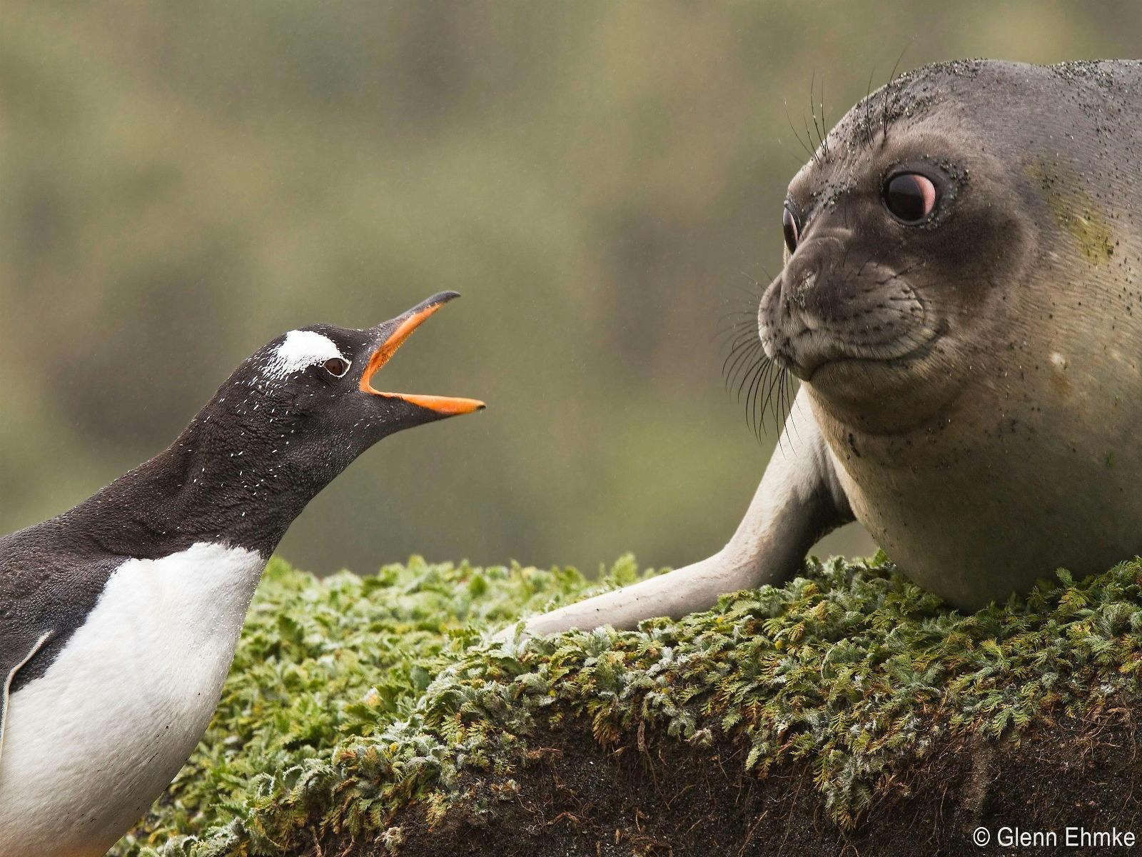 Gentoo Penguin and Elephant Seal face-off, Glenn Ehmke, 2010 Overall winner