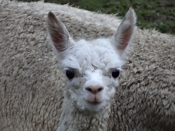 Alpaca