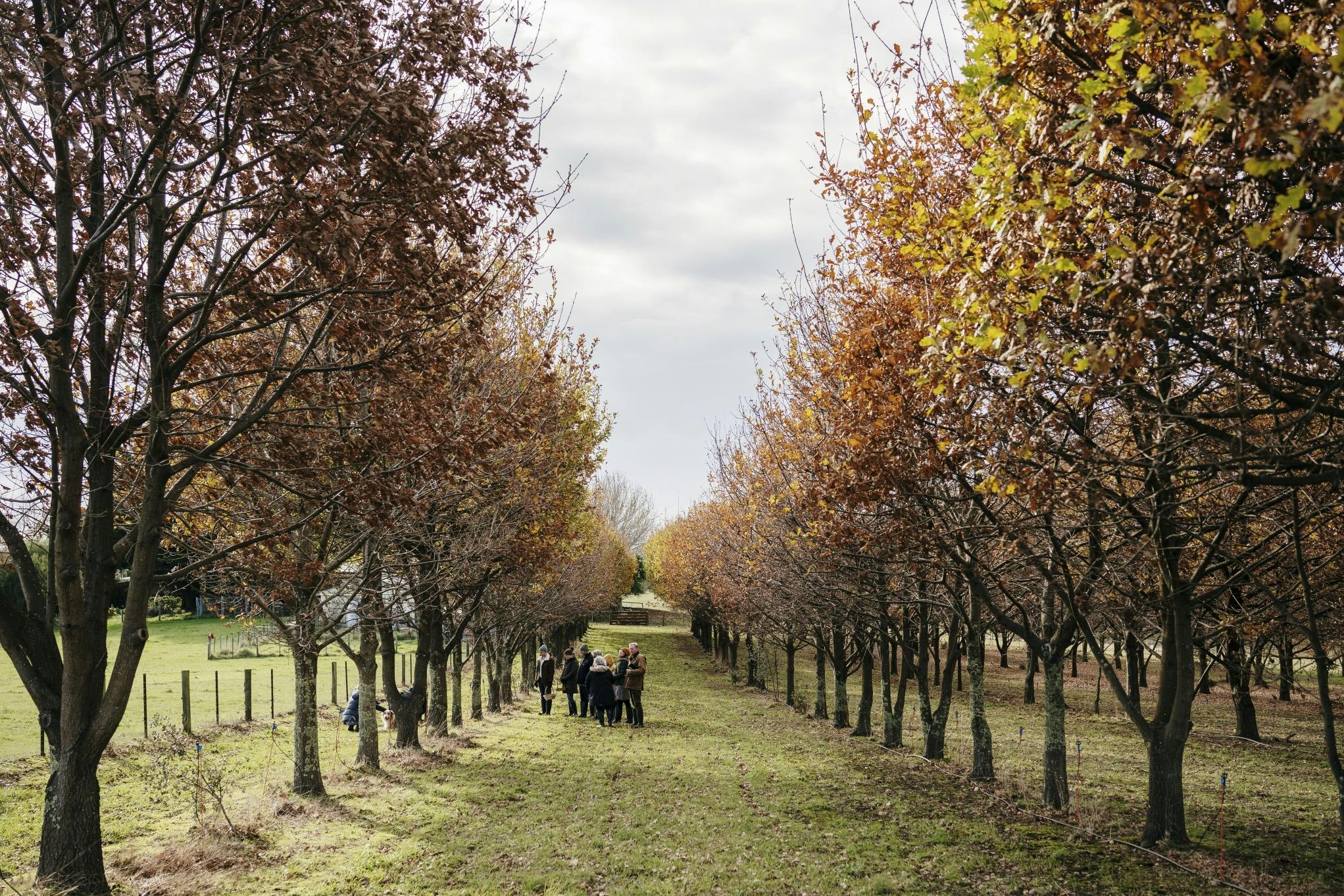 View along an avenue of large oak trees