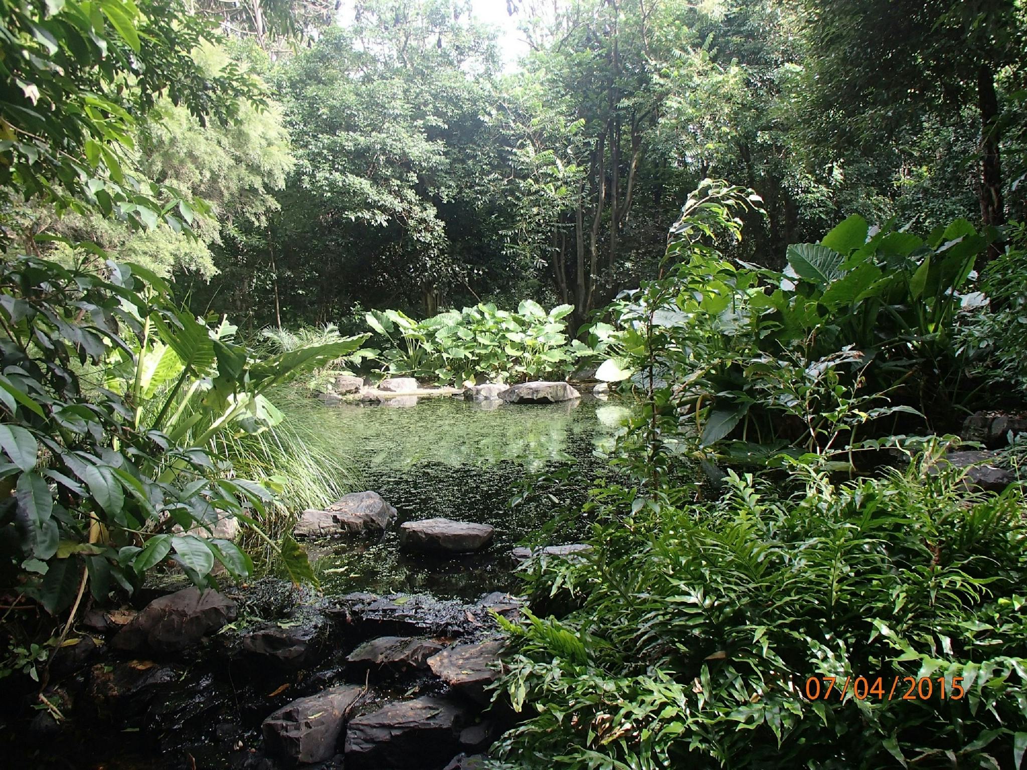 Small pond in tranquil setting of Redcliffe Botanic Gardens Small pond in tranquil setting of Redcliffe Botanic Gardens