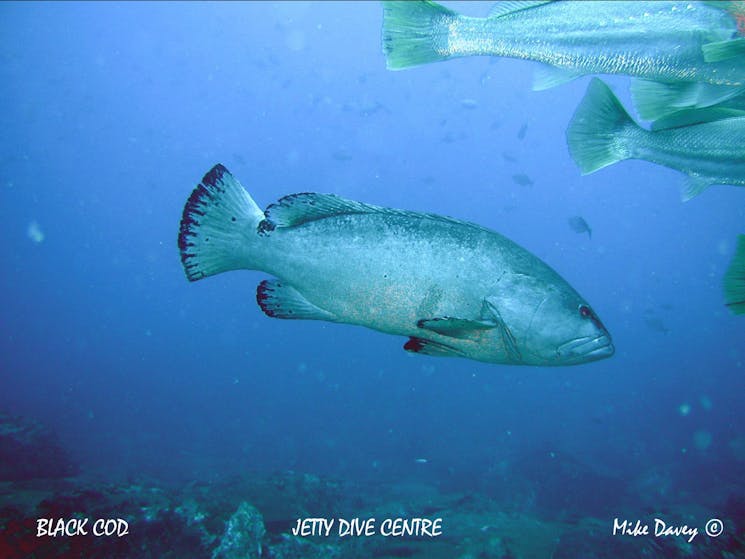 Jetty Dive black cod