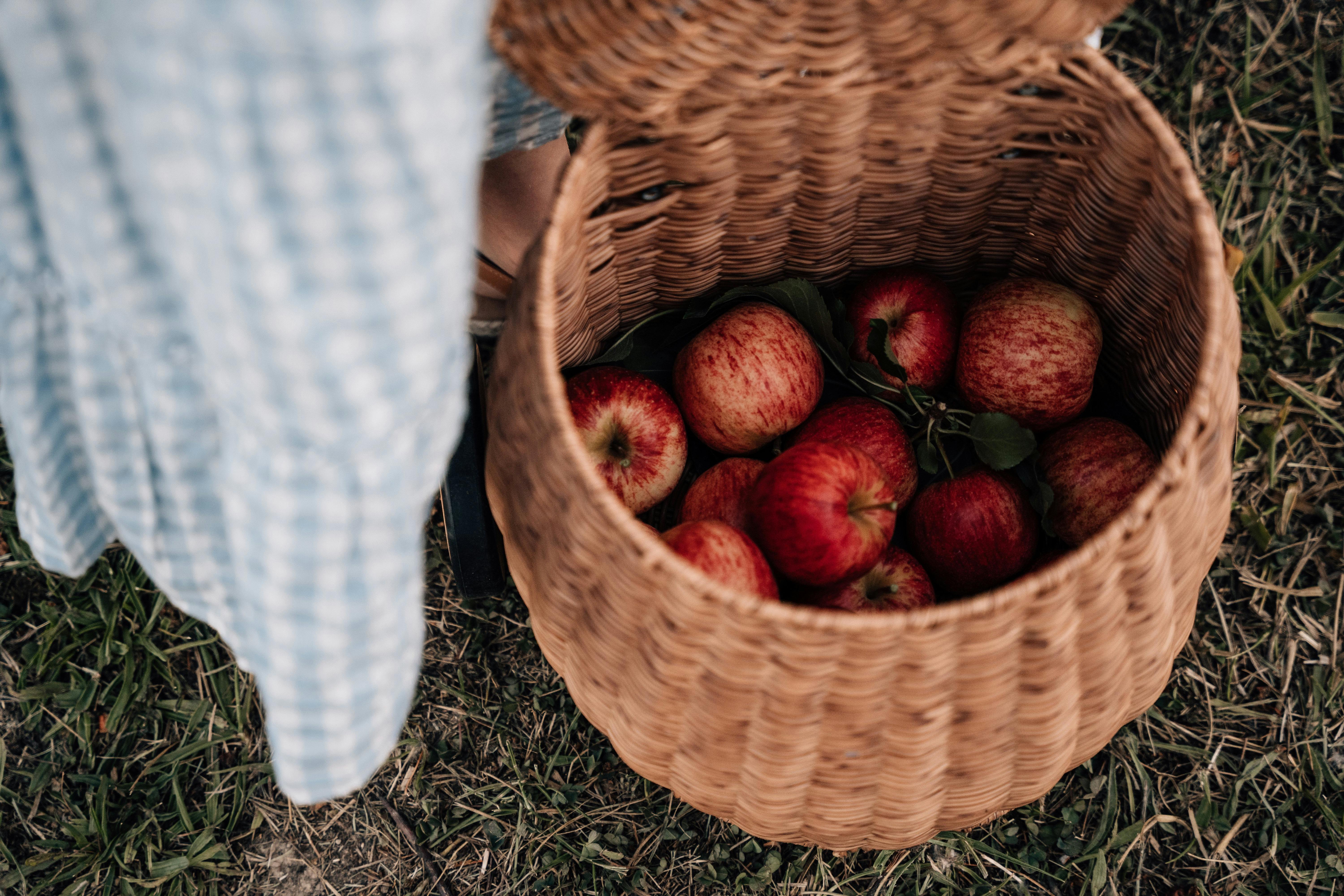 Pick Your Own Apples @Lenswood