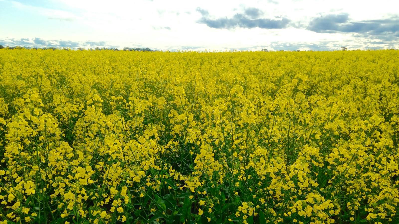 Canola