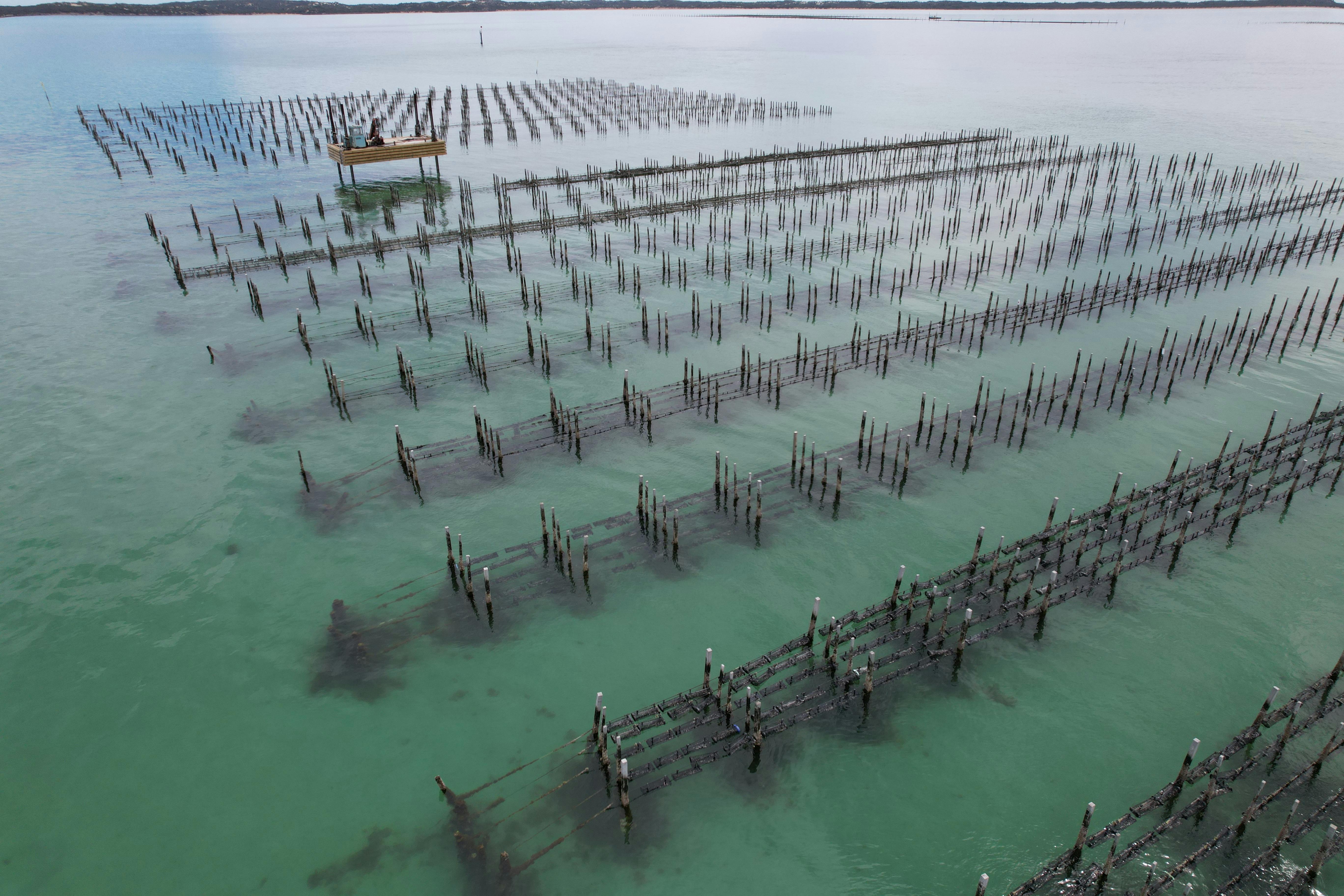 Coffin Bay Oyster Adventure and Tasting Tour