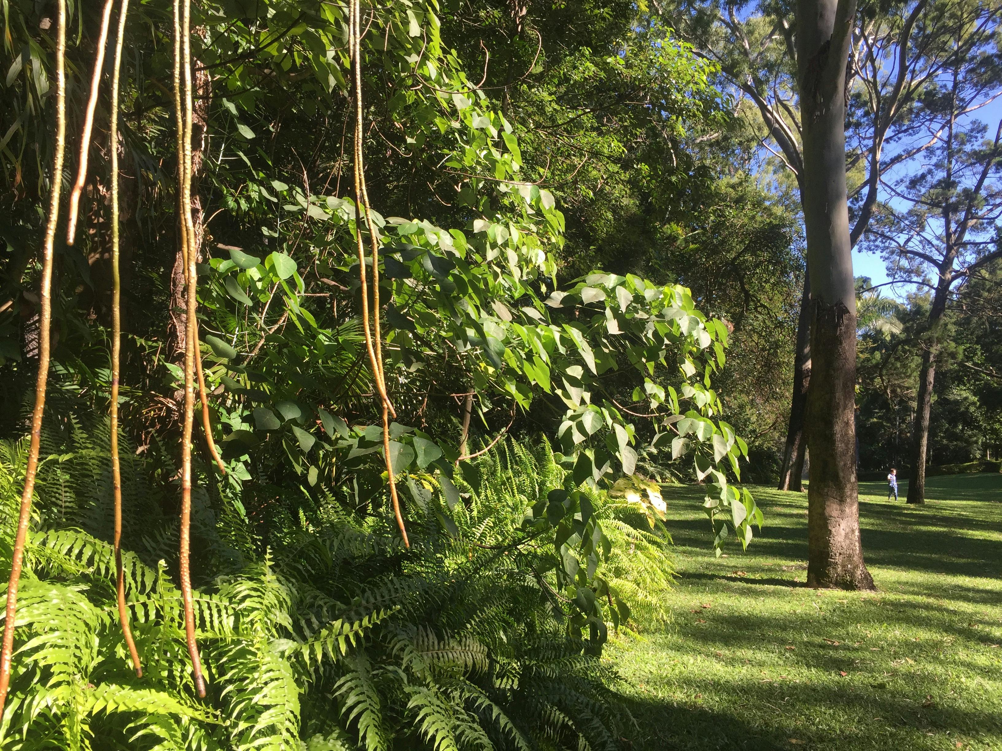 Hervey Bay Botanic Gardens and Orchid House