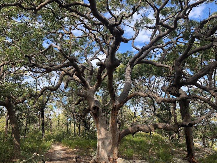 Beautiful angophora of Bouddi National Park