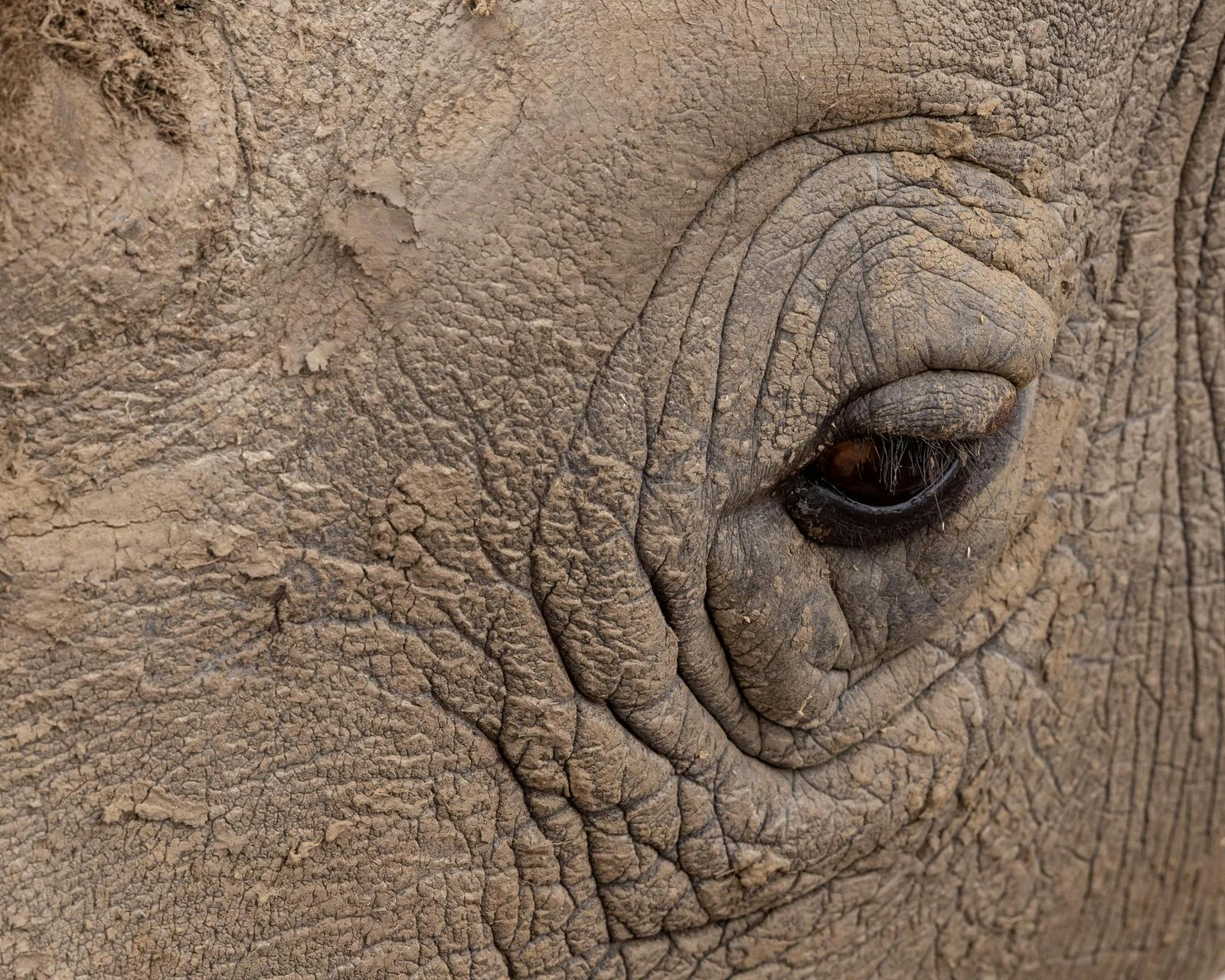 Raising Rhinos Experience at Werribee Open Range Zoo