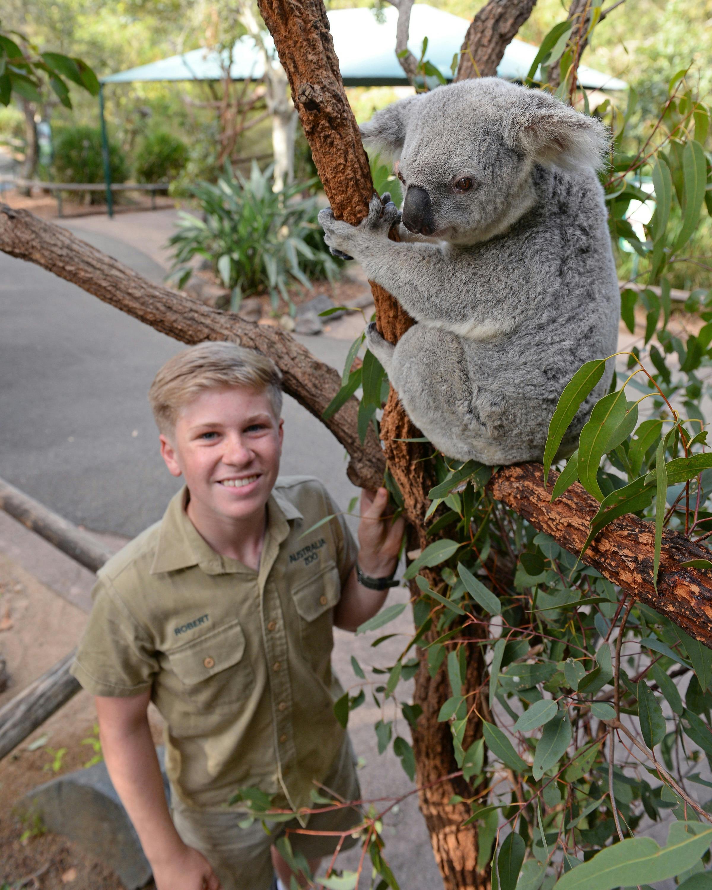 Cuddle a Koala