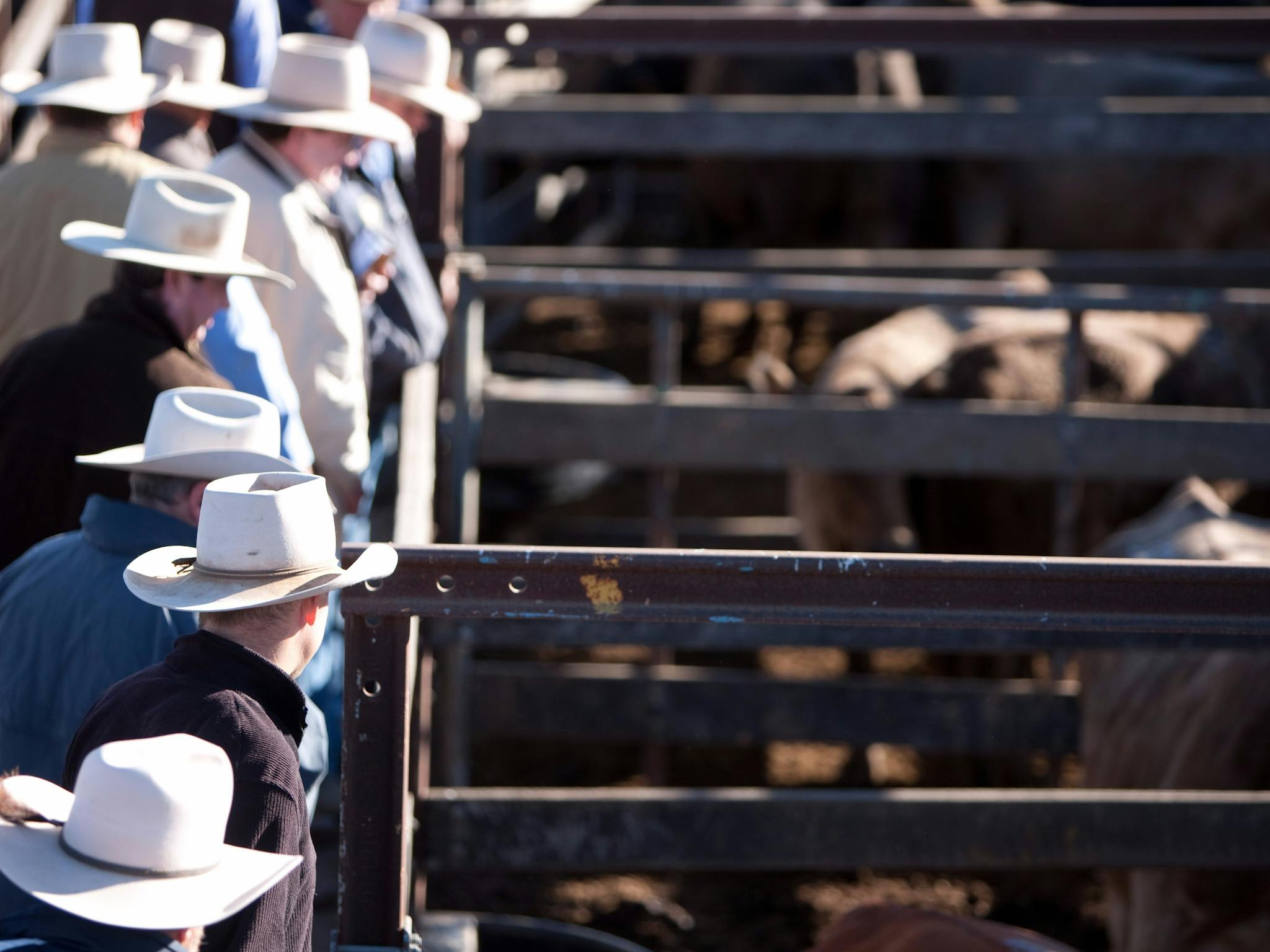 Cattle Sales, Dalby Cattle Sales, Dalby