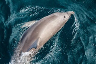 Adelaide Ocean Safari