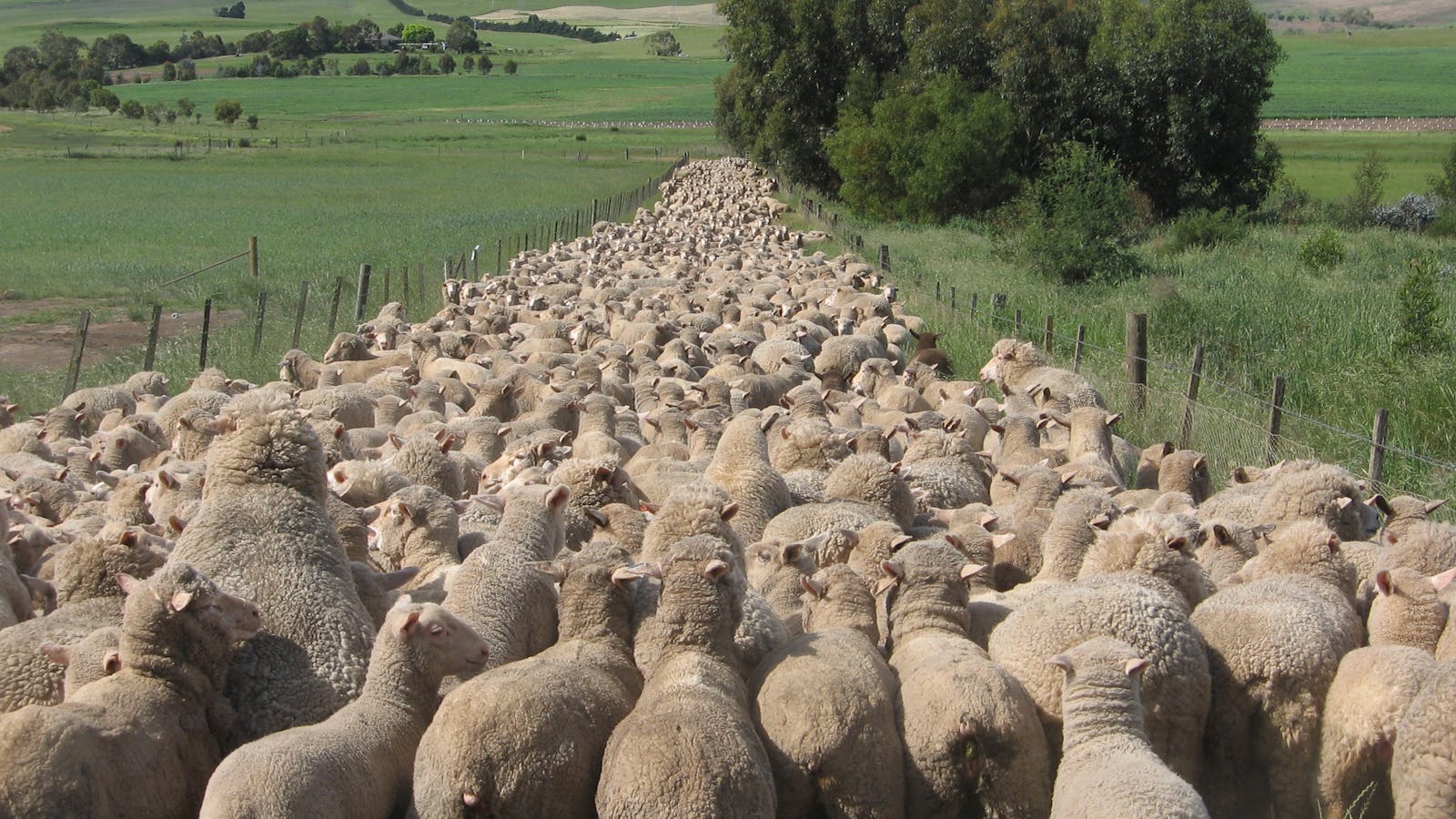 Long line sheep