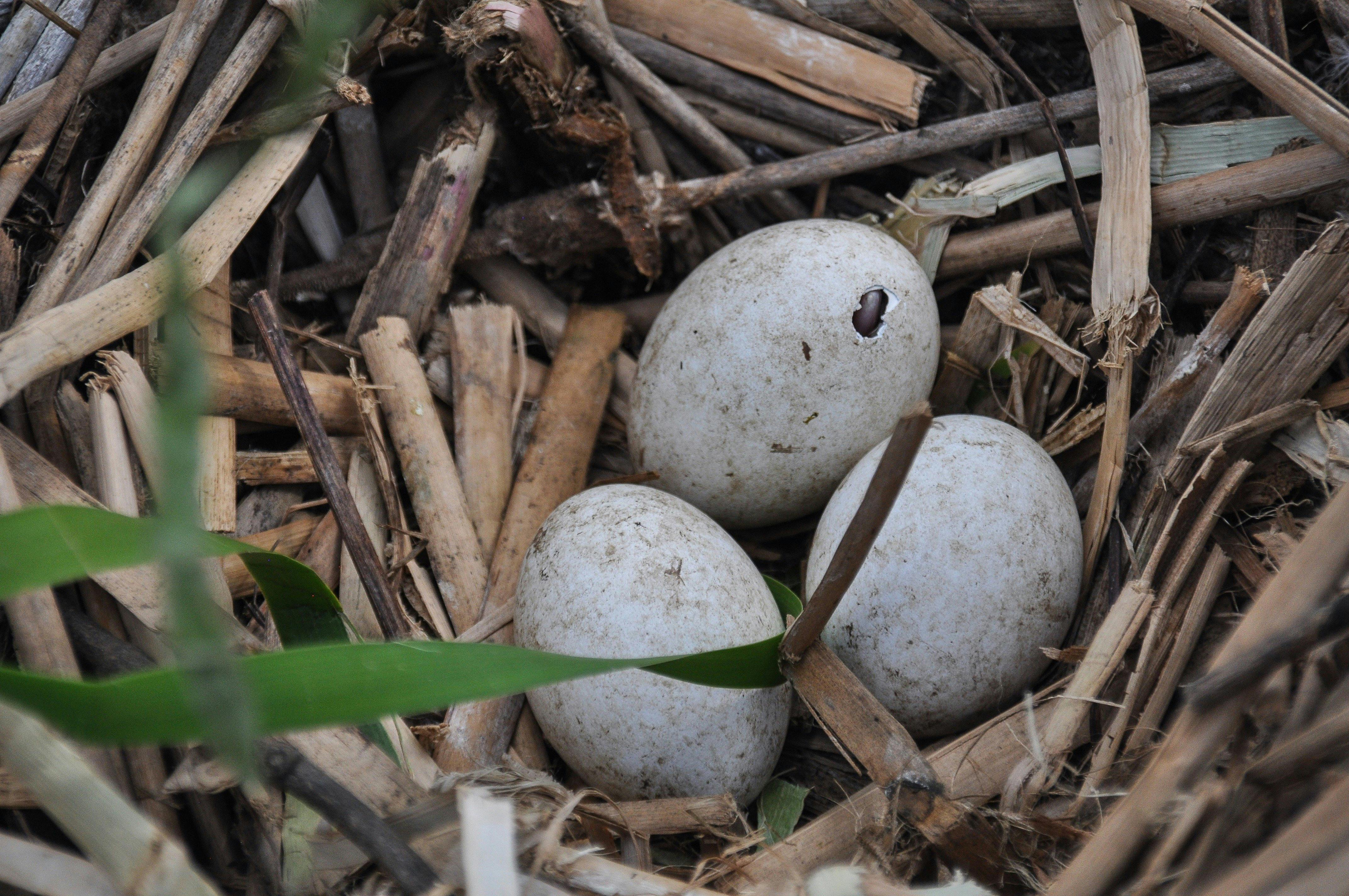 Gwydir 습지 - 둥지의 알