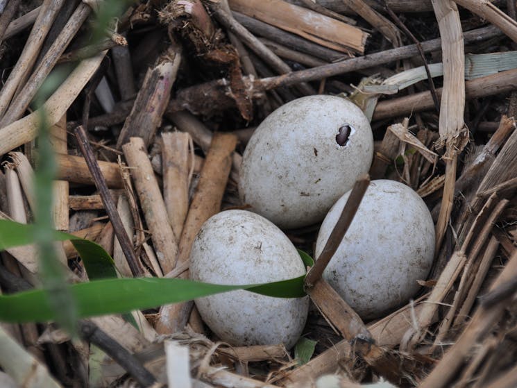 Gwydir Wetlands - eggs in nest