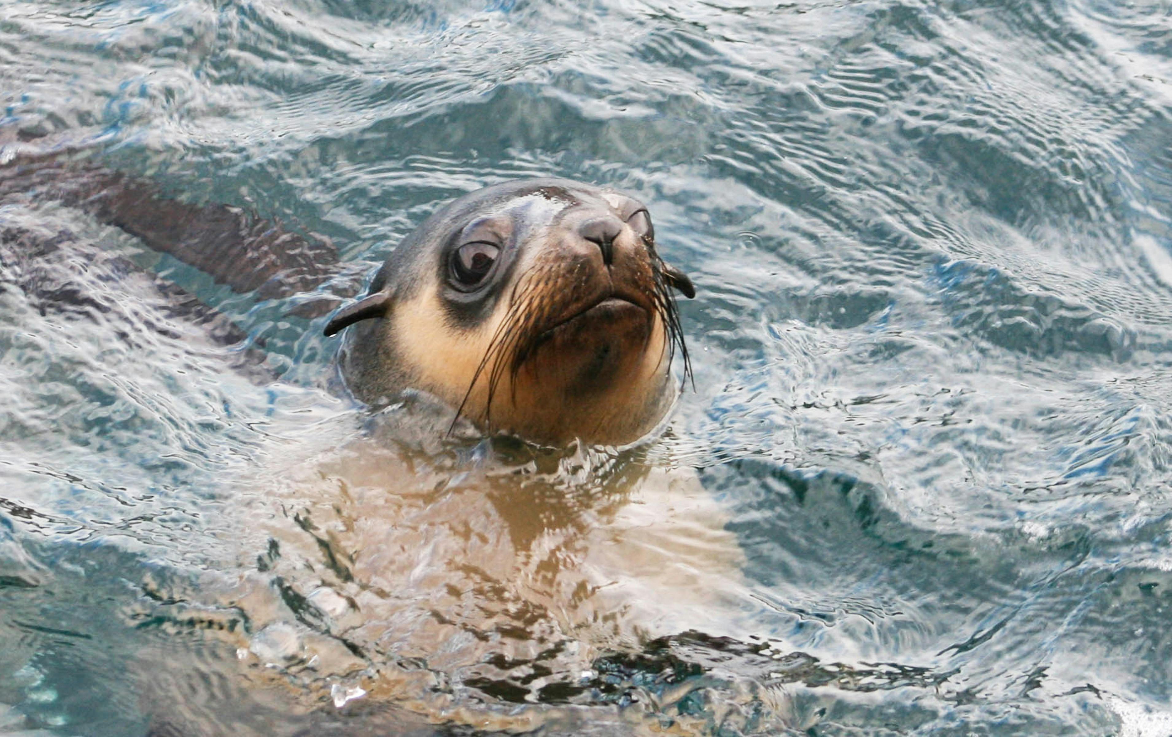 Australian Fur Seal