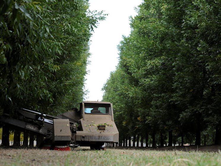 Pecan Nut Farm