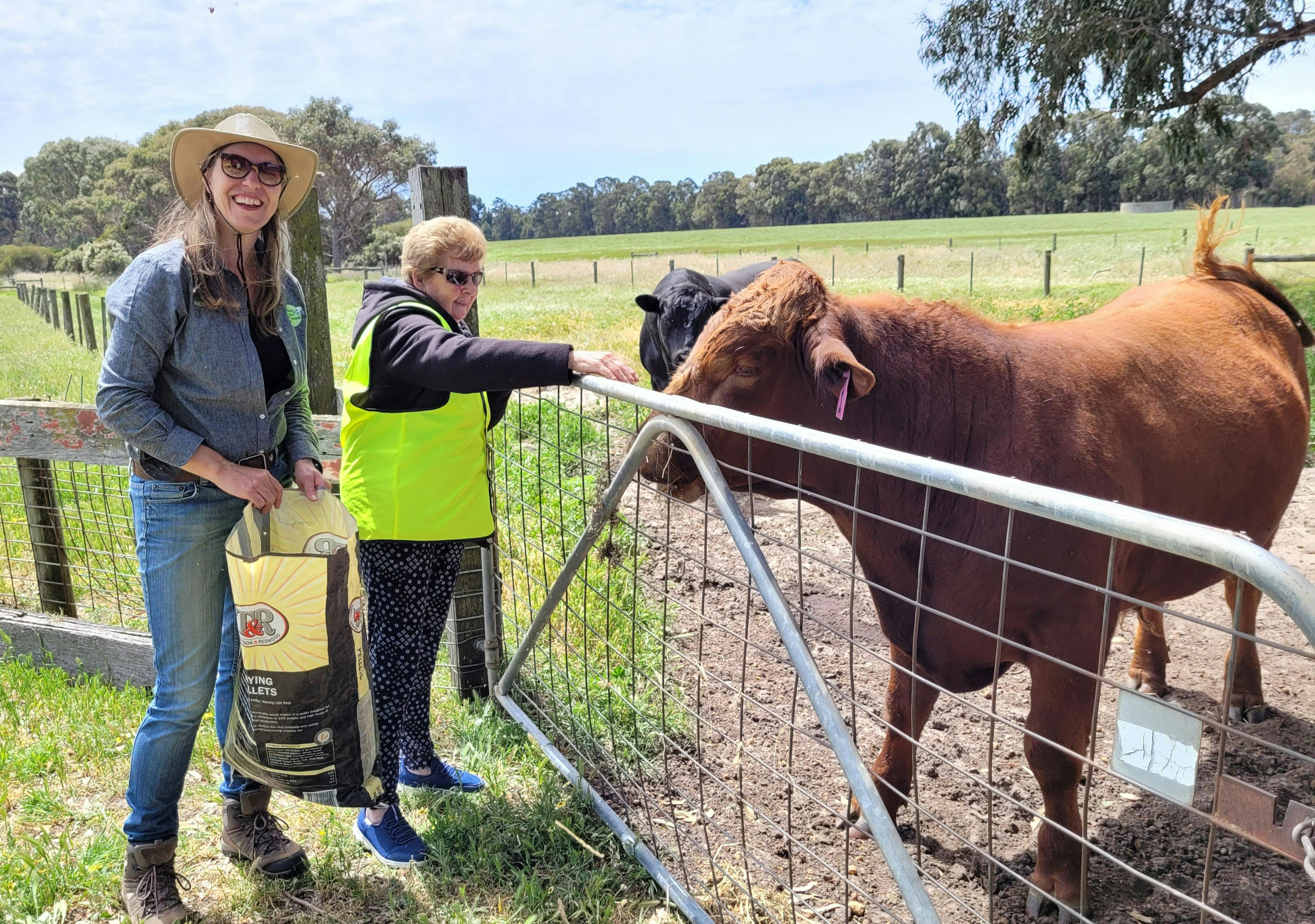 Full Day Tour Oake Marsh Farm - meeting and feeding hay to the bulls